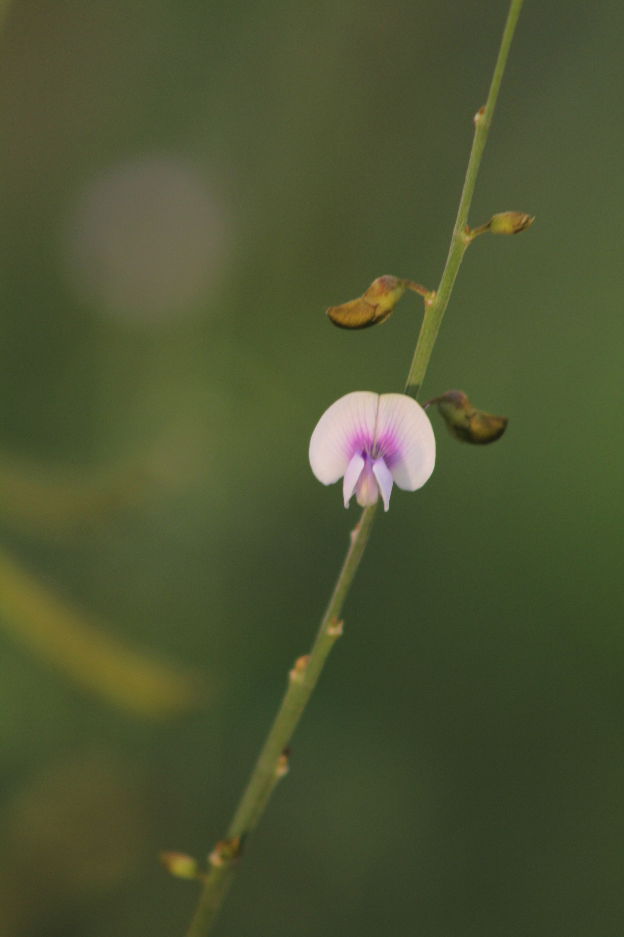 Canon EF 75-300mm f/4-5.6 USM sample photo. Wild flower photography