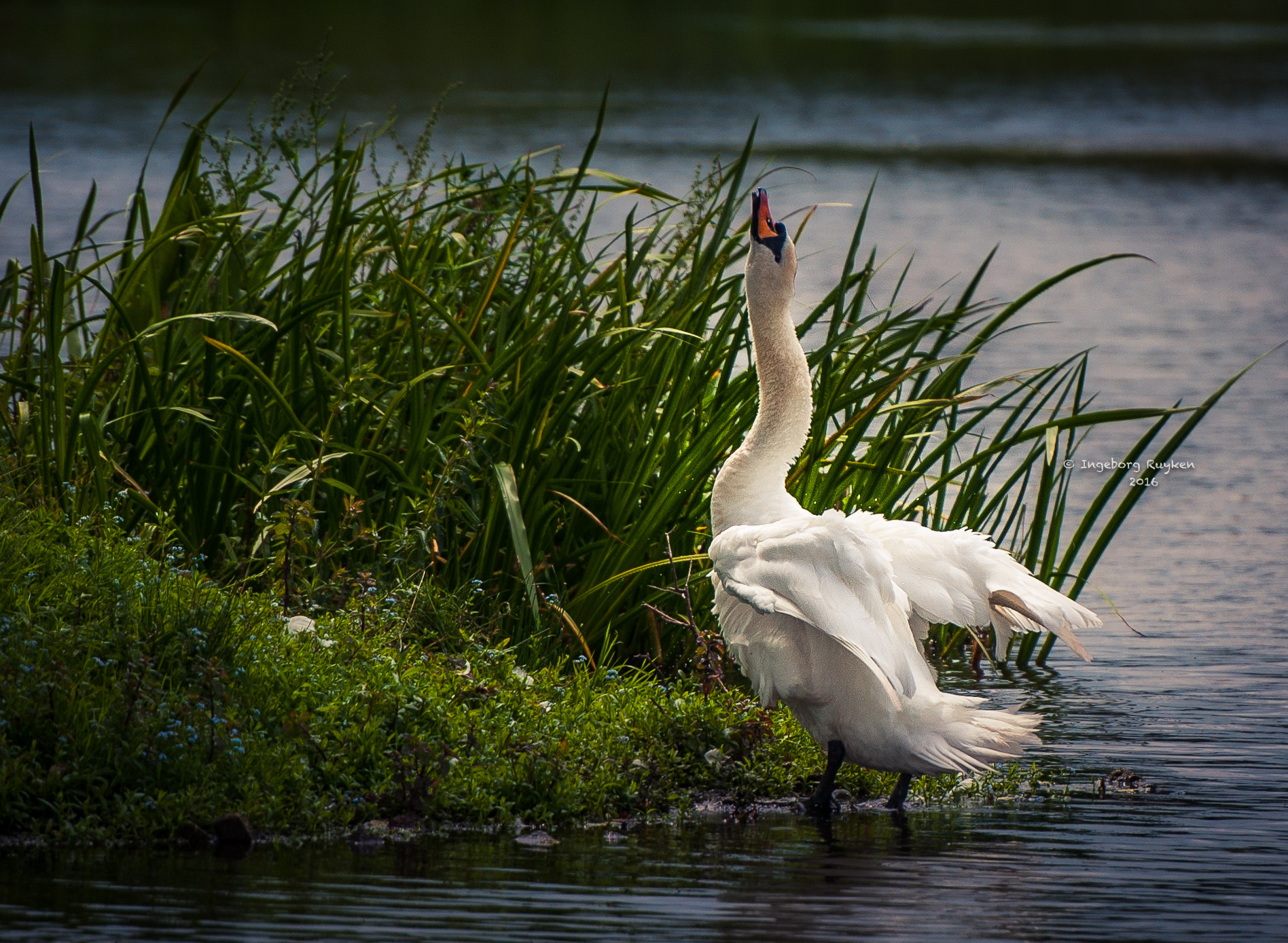 Nikon AF-S Nikkor 70-200mm F2.8G ED VR II sample photo. Sing it out lououououd!!! photography