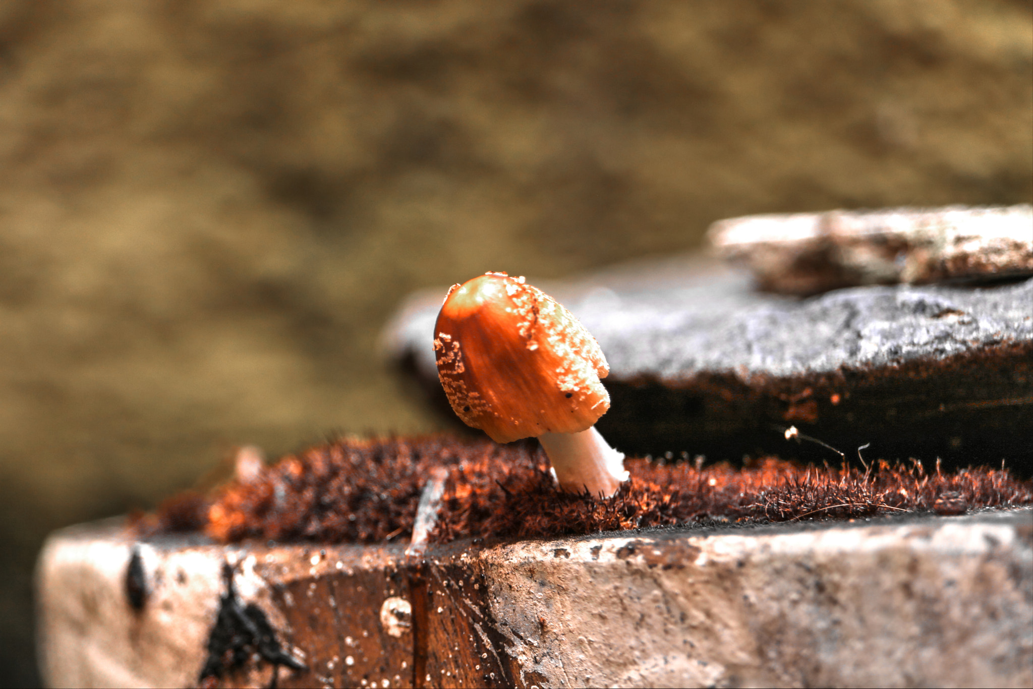 Canon EF-S 55-250mm F4-5.6 IS STM sample photo. Fungitto the fungus photography