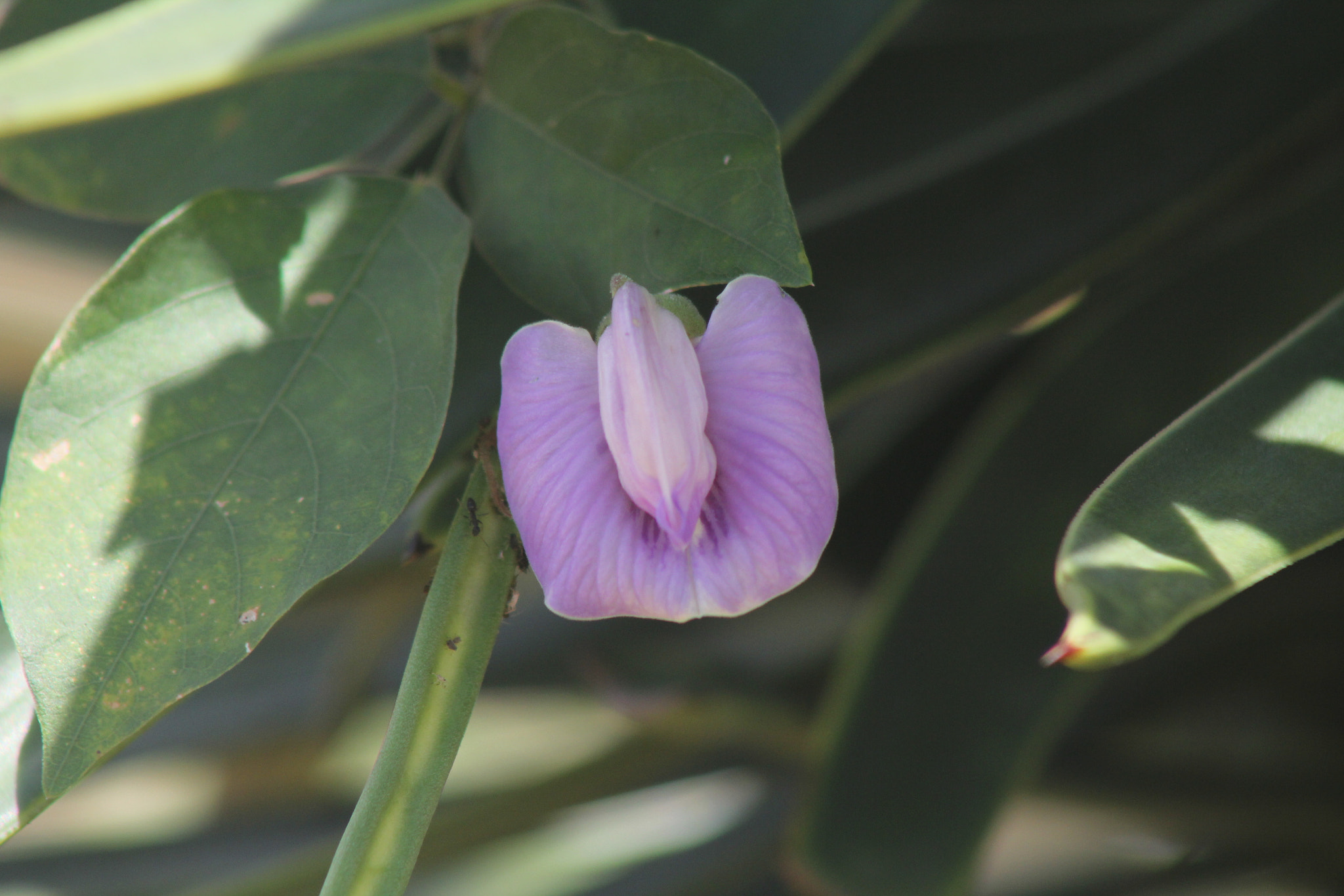 Canon EF 75-300mm f/4-5.6 USM sample photo. Purple beauty photography