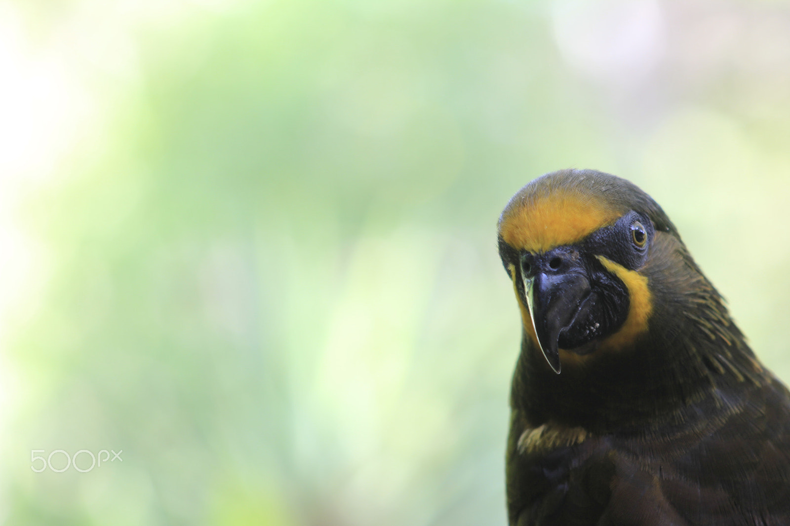 Canon EF 55-200mm F4.5-5.6 II USM sample photo. Brown lori bird photography