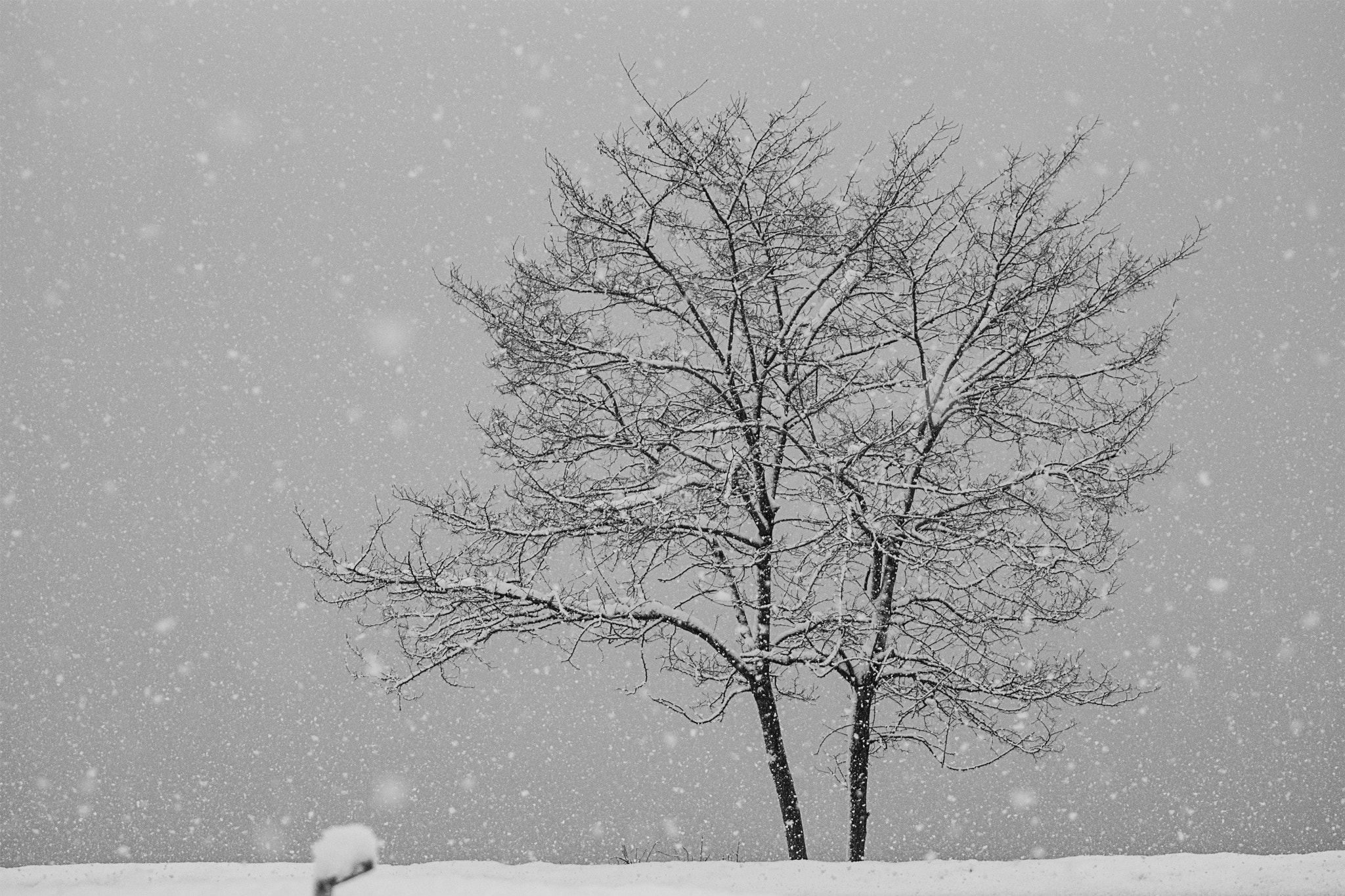 Sony SLT-A77 + Sony 70-400mm F4-5.6 G SSM sample photo. Soğuk ağaç (cold tree) photography