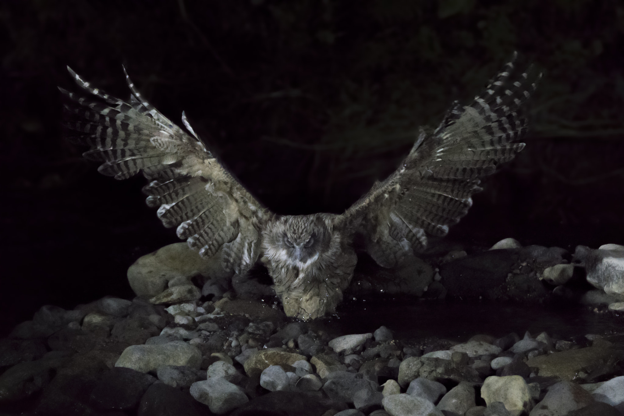 Sony a6000 + Tamron SP 150-600mm F5-6.3 Di VC USD sample photo. Blakiston's fish owl photography