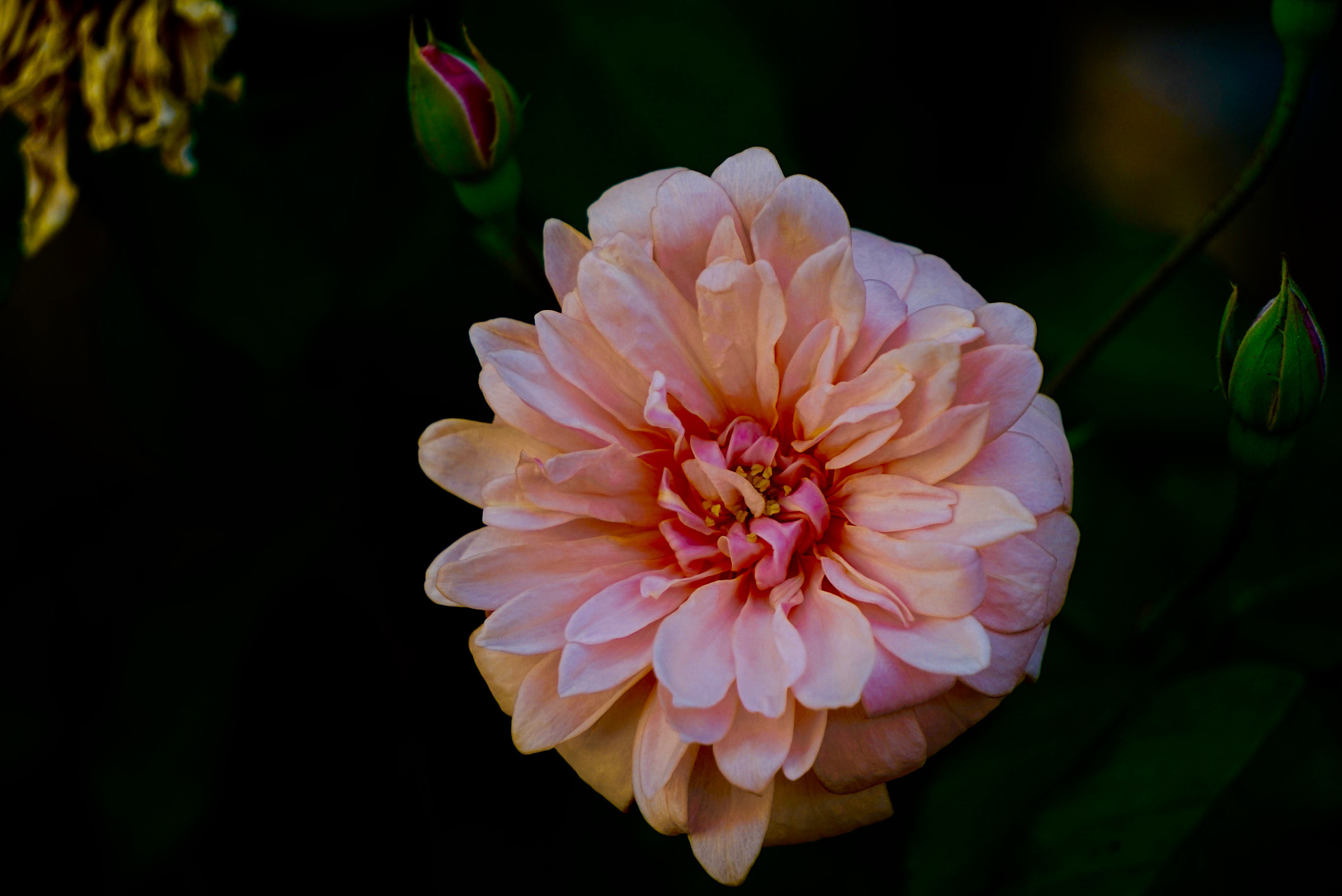 Sony E 55-210mm F4.5-6.3 OSS sample photo. Rosa photography