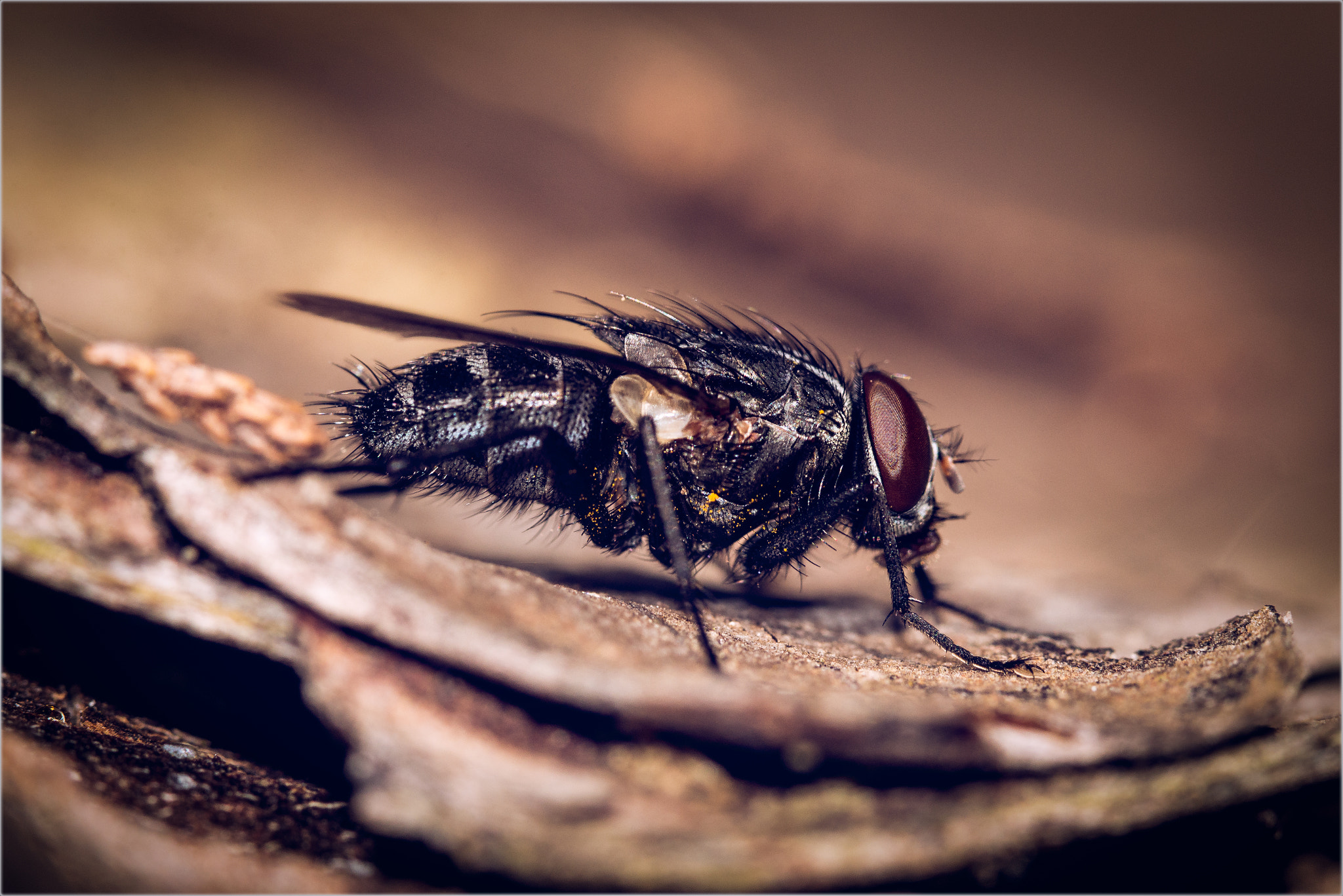 Sigma 105mm F2.8 EX DG OS HSM sample photo. Fly's photography