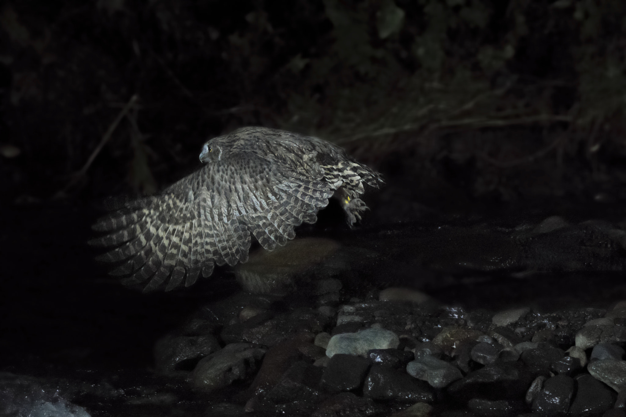 Sony a6000 + Tamron SP 150-600mm F5-6.3 Di VC USD sample photo. Blakiston's fish owl photography