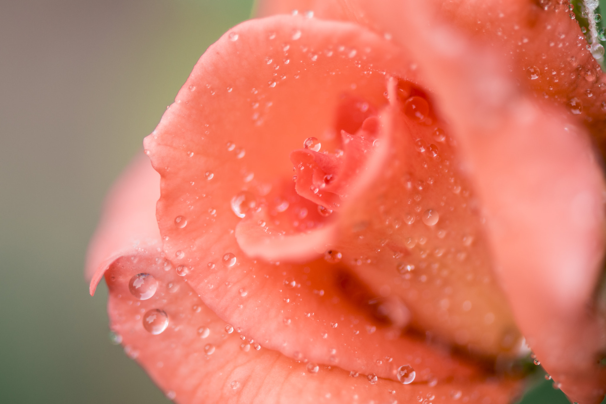 Nikon AF-S Micro-Nikkor 105mm F2.8G IF-ED VR sample photo. The love for rose !! photography