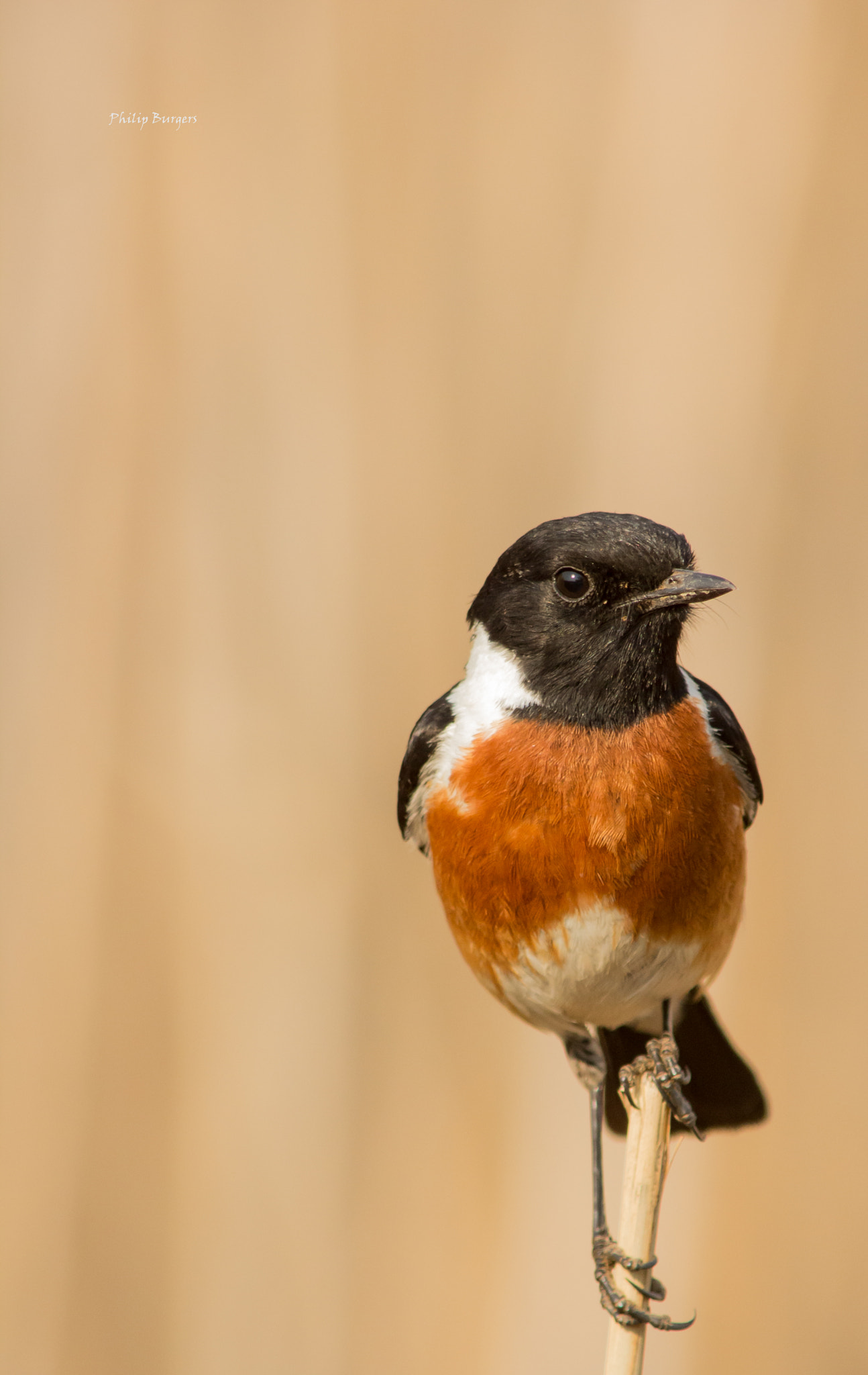 Canon EF 70-200mm F2.8L USM sample photo. Male stonechat photography