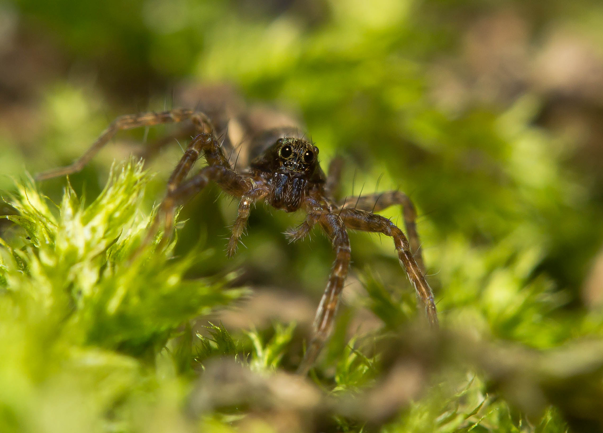 Canon EF-S 60mm F2.8 Macro USM sample photo