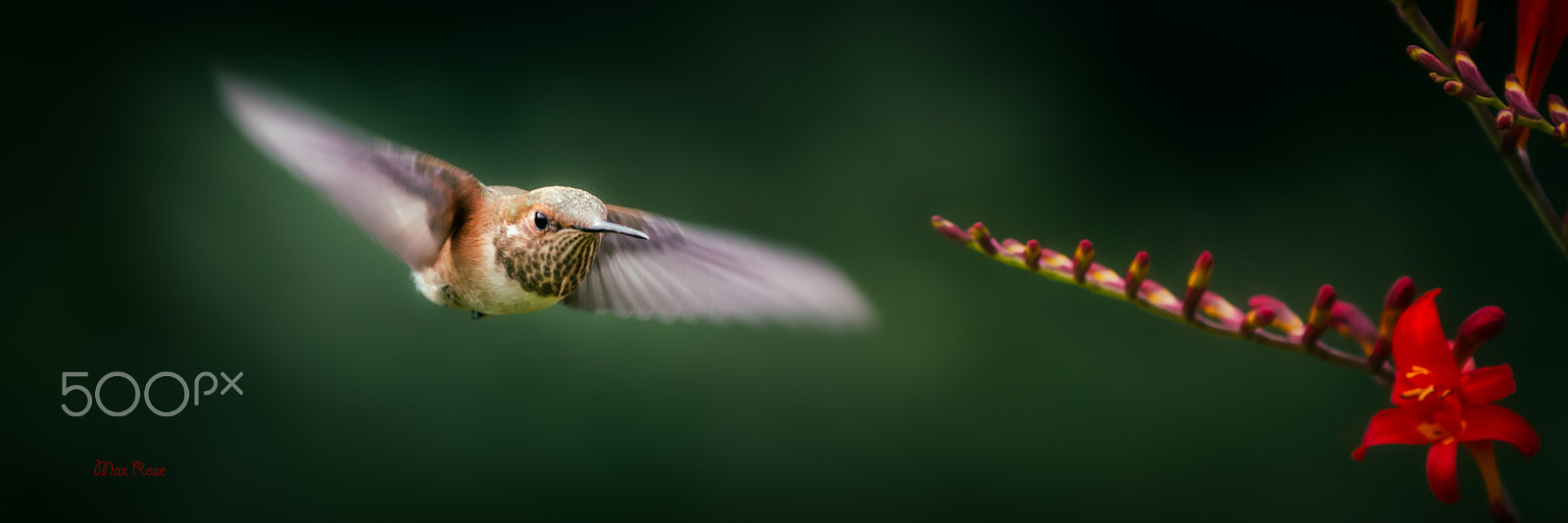 Canon EOS 70D + Canon EF 80-200mm f/2.8L sample photo. In the air photography