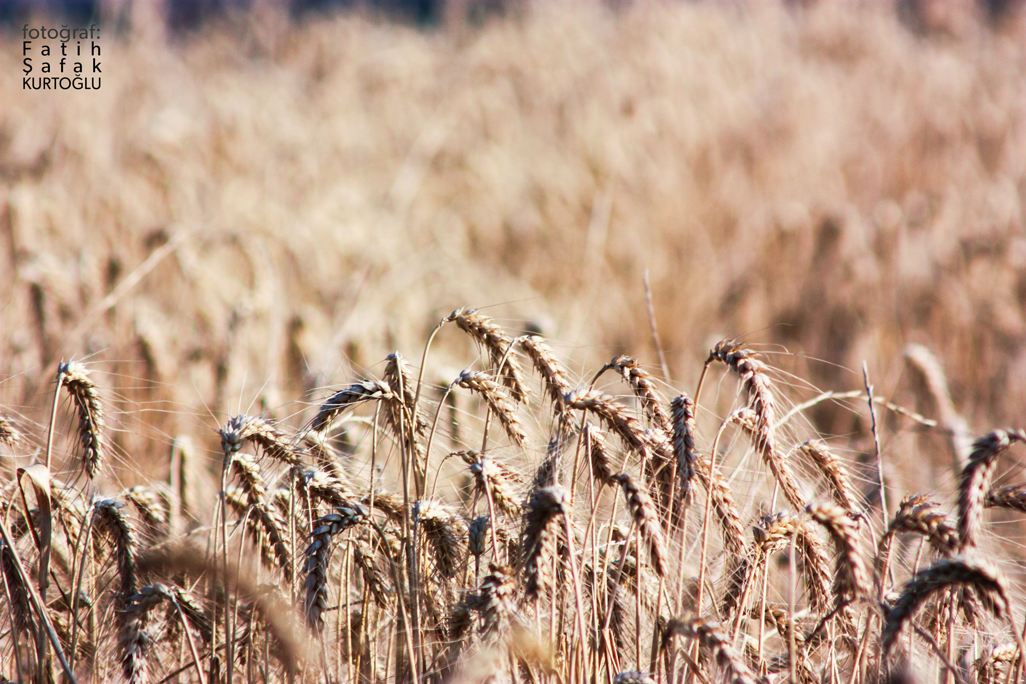 Canon EF 90-300mm F4.5-5.6 sample photo. Golden field spike photography