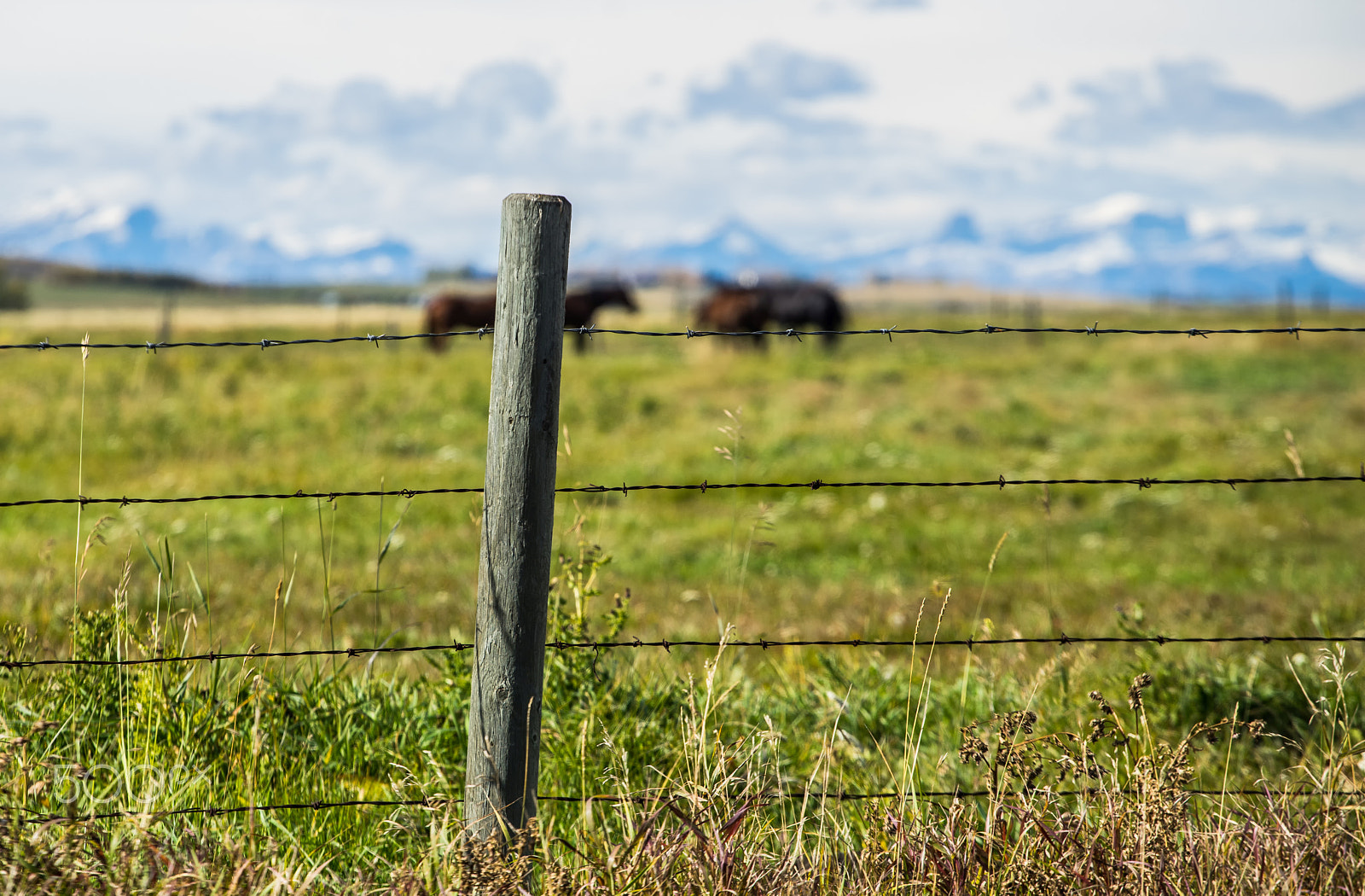 Sony a7R + Canon EF 70-200mm F4L USM sample photo. Alberta landscapes photography