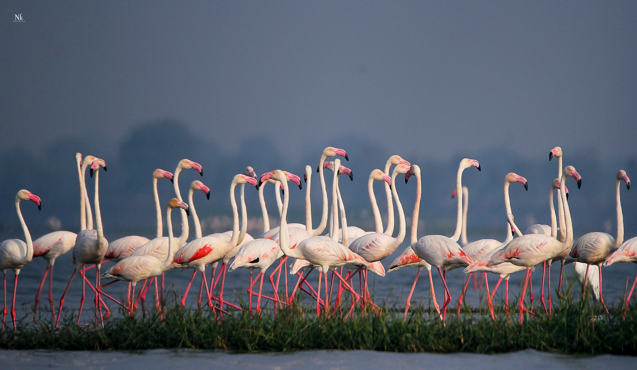 Tamron SP 150-600mm F5-6.3 Di VC USD sample photo. School of flamingos photography