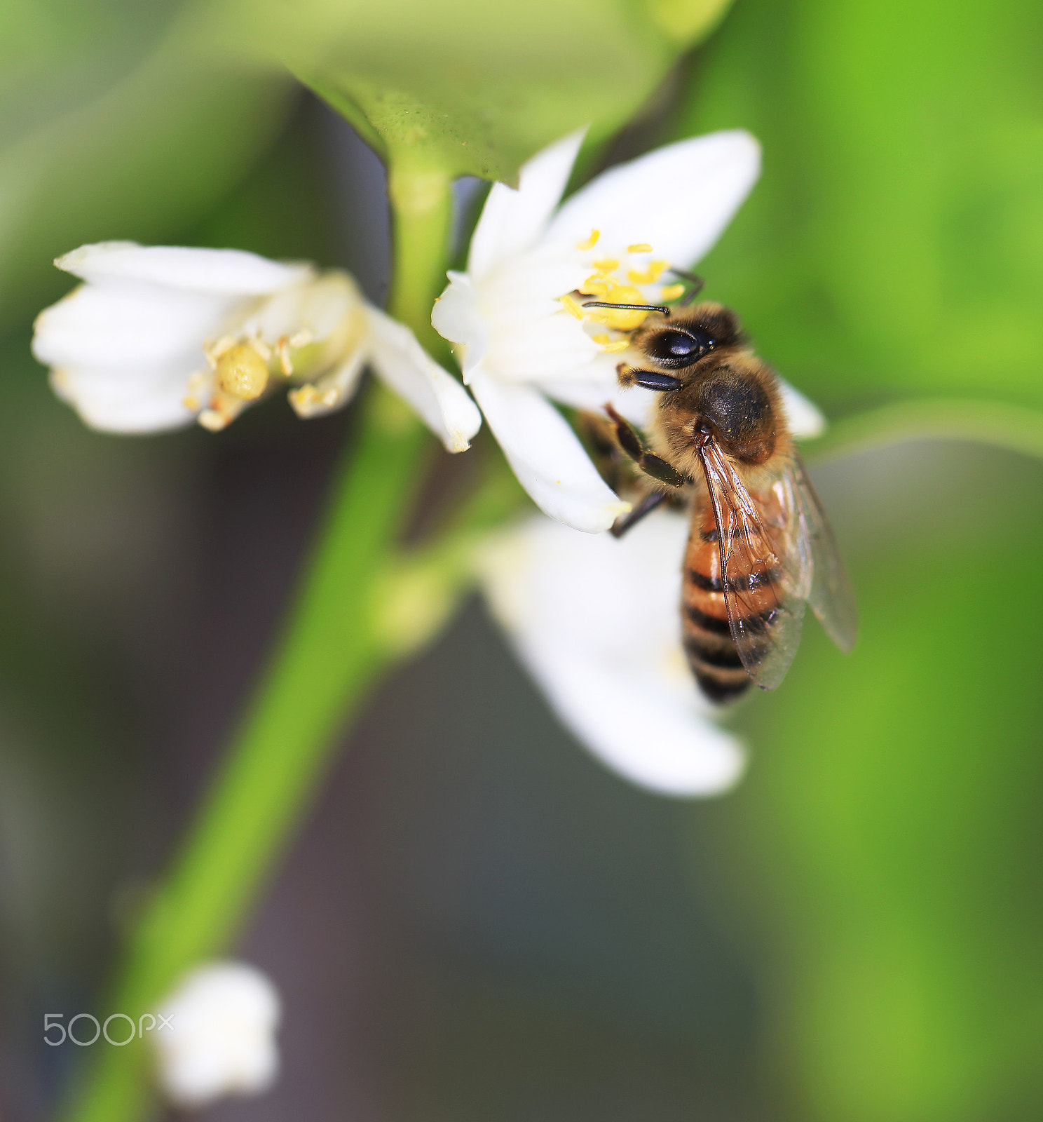 Canon EOS 5DS sample photo. Nectar harvest bee photography