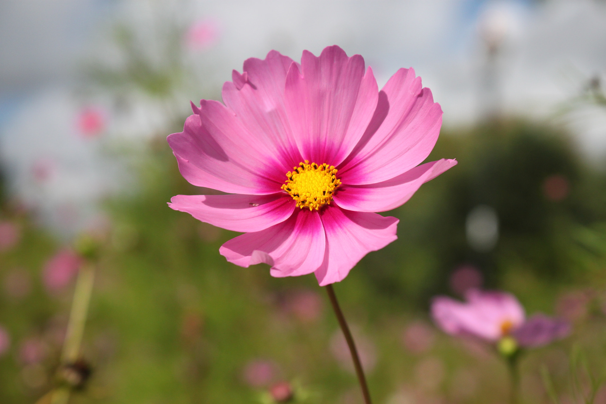 Canon EOS 500D (EOS Rebel T1i / EOS Kiss X3) + Canon EF-S 18-55mm F3.5-5.6 IS STM sample photo. Wild flower photography