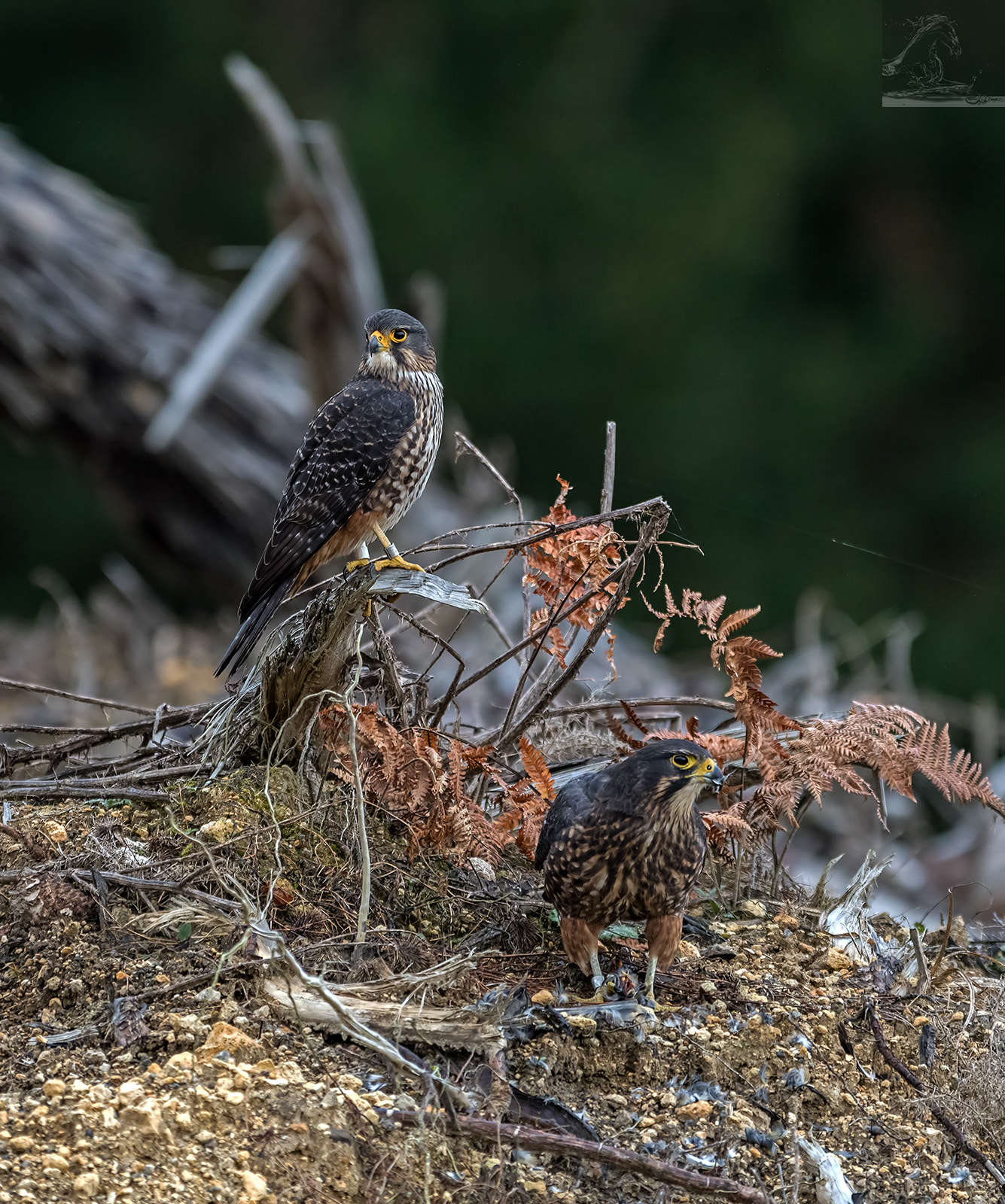 Canon EF 300mm F2.8L IS USM sample photo. Karearea 79 photography