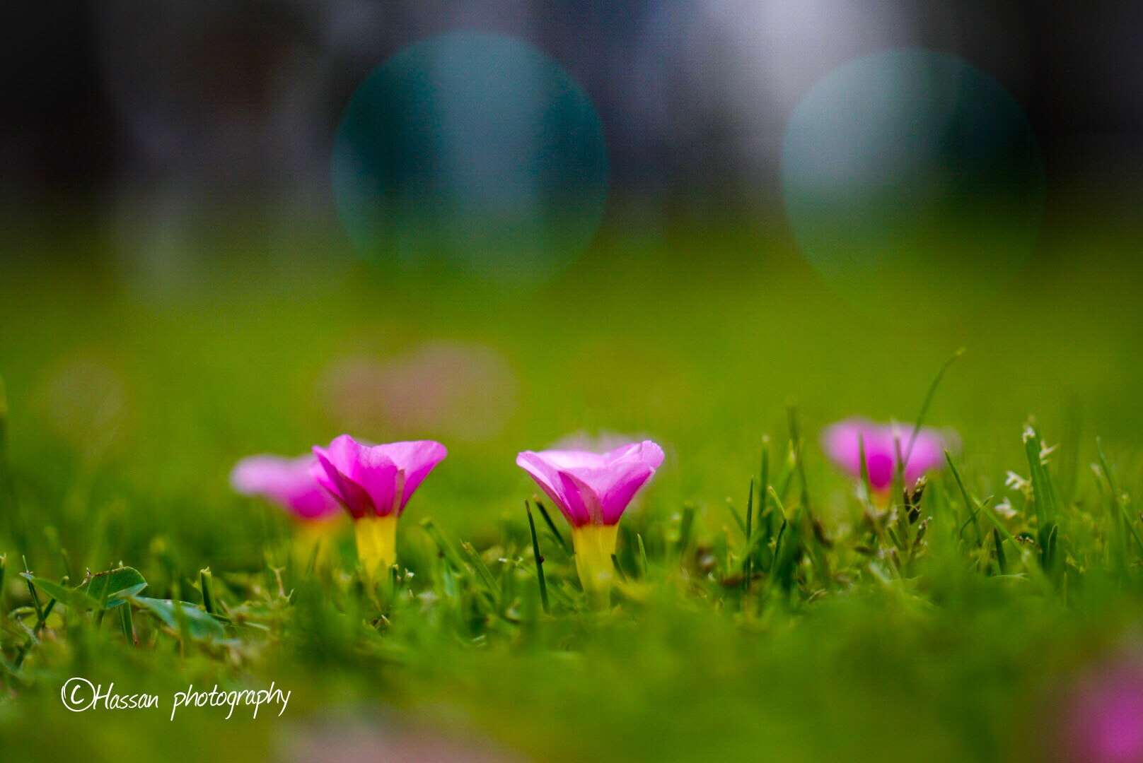 ZEISS Batis 85mm F1.8 sample photo. A peace of art  photography