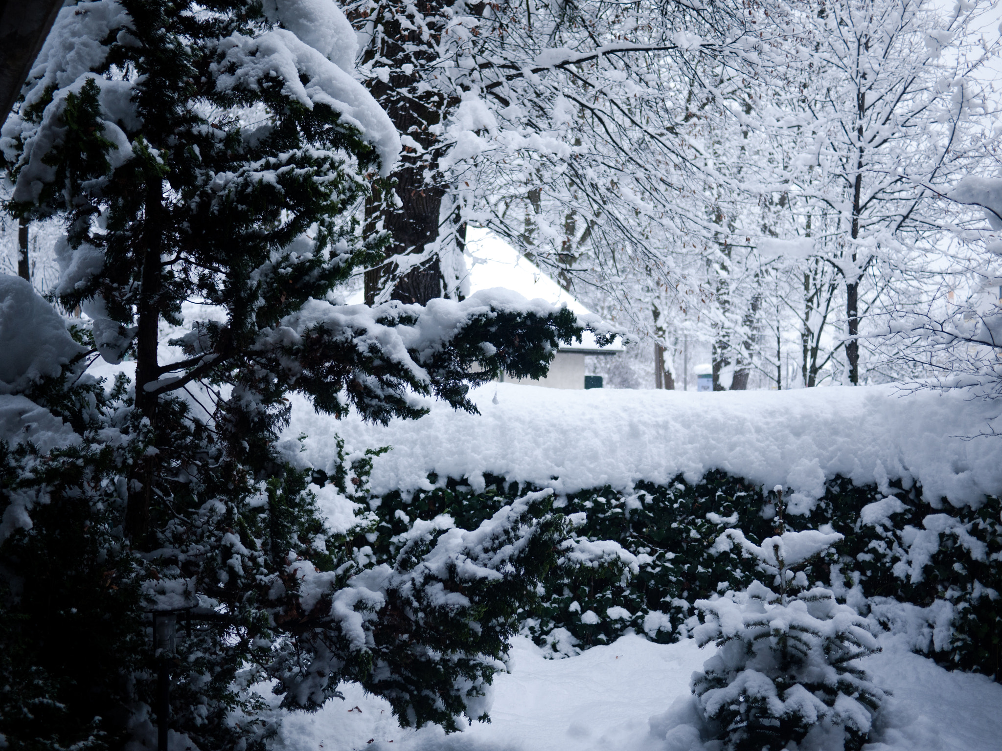 Panasonic Lumix DMC-GF1 + LUMIX G 20/F1.7 II sample photo. As white as snow. photography