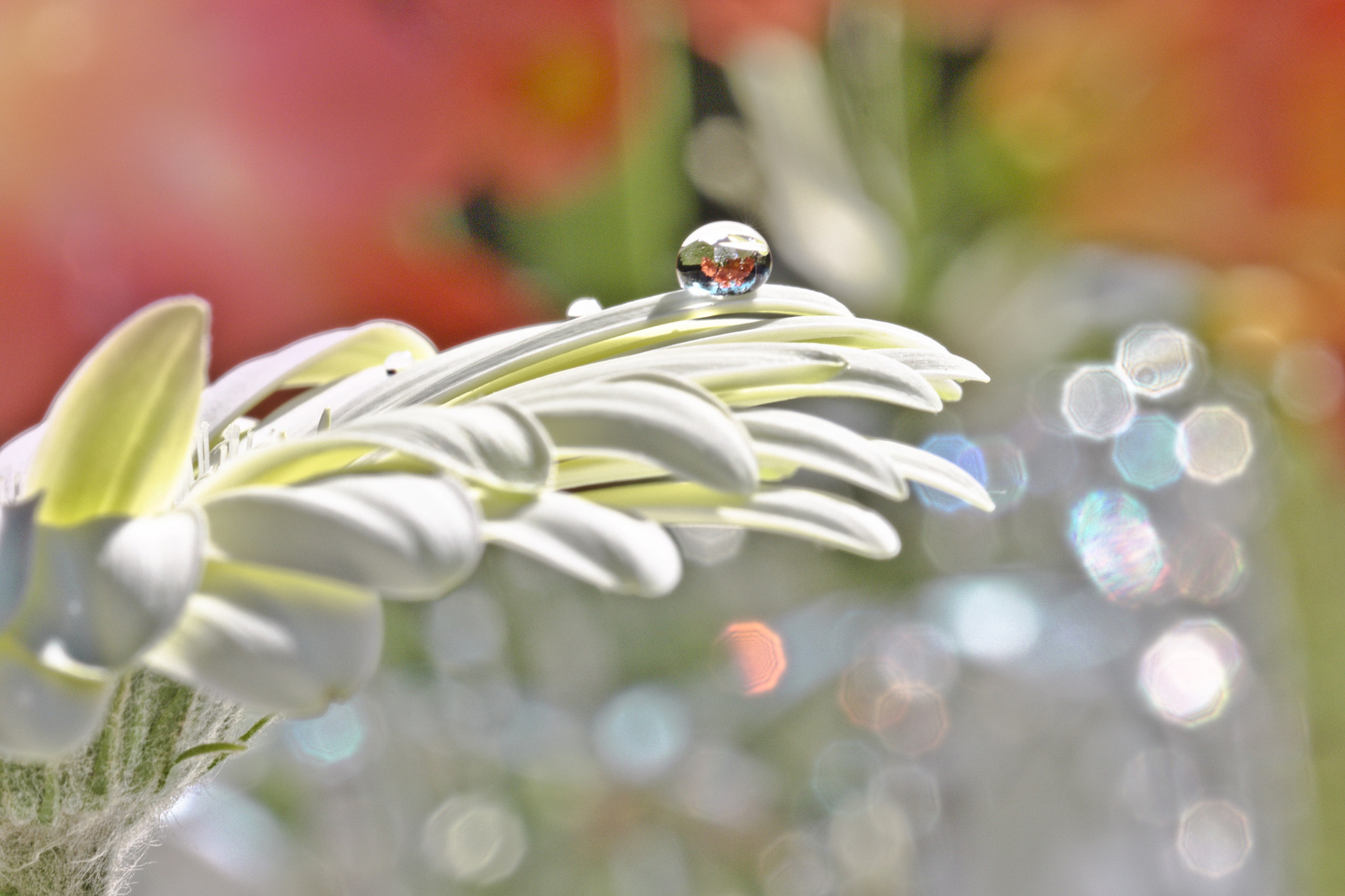 Canon EF 100mm F2.8L Macro IS USM sample photo. Reflection photography