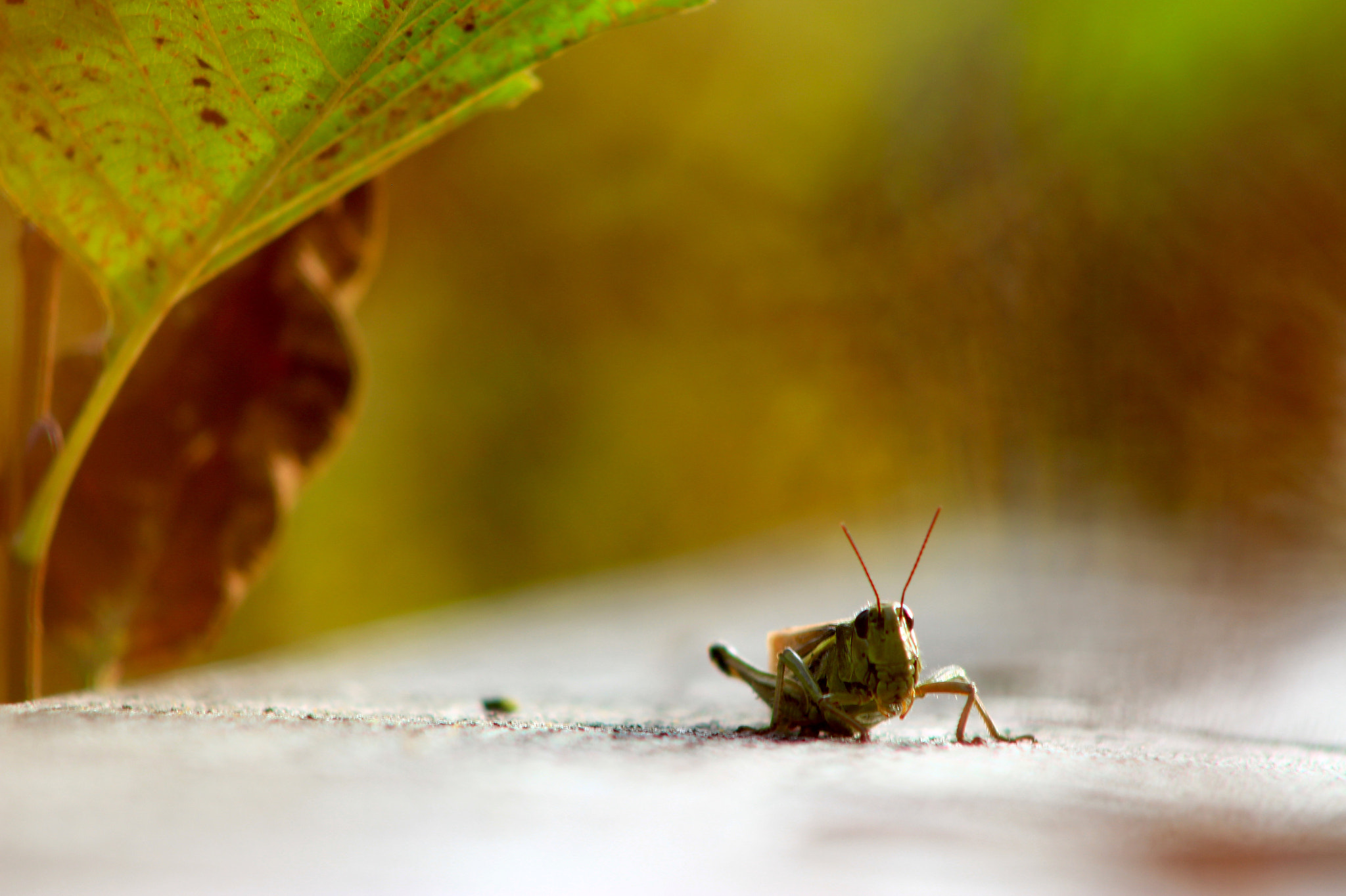 Canon EF75-300mm f/4-5.6 sample photo. Grasshopper photography