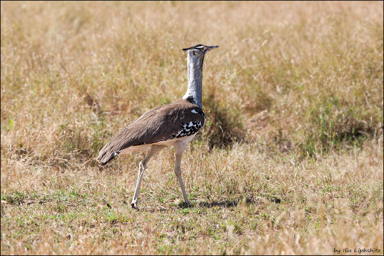 Canon EOS-1D Mark III + Canon EF 300mm F2.8L IS USM sample photo. Kori bustard photography