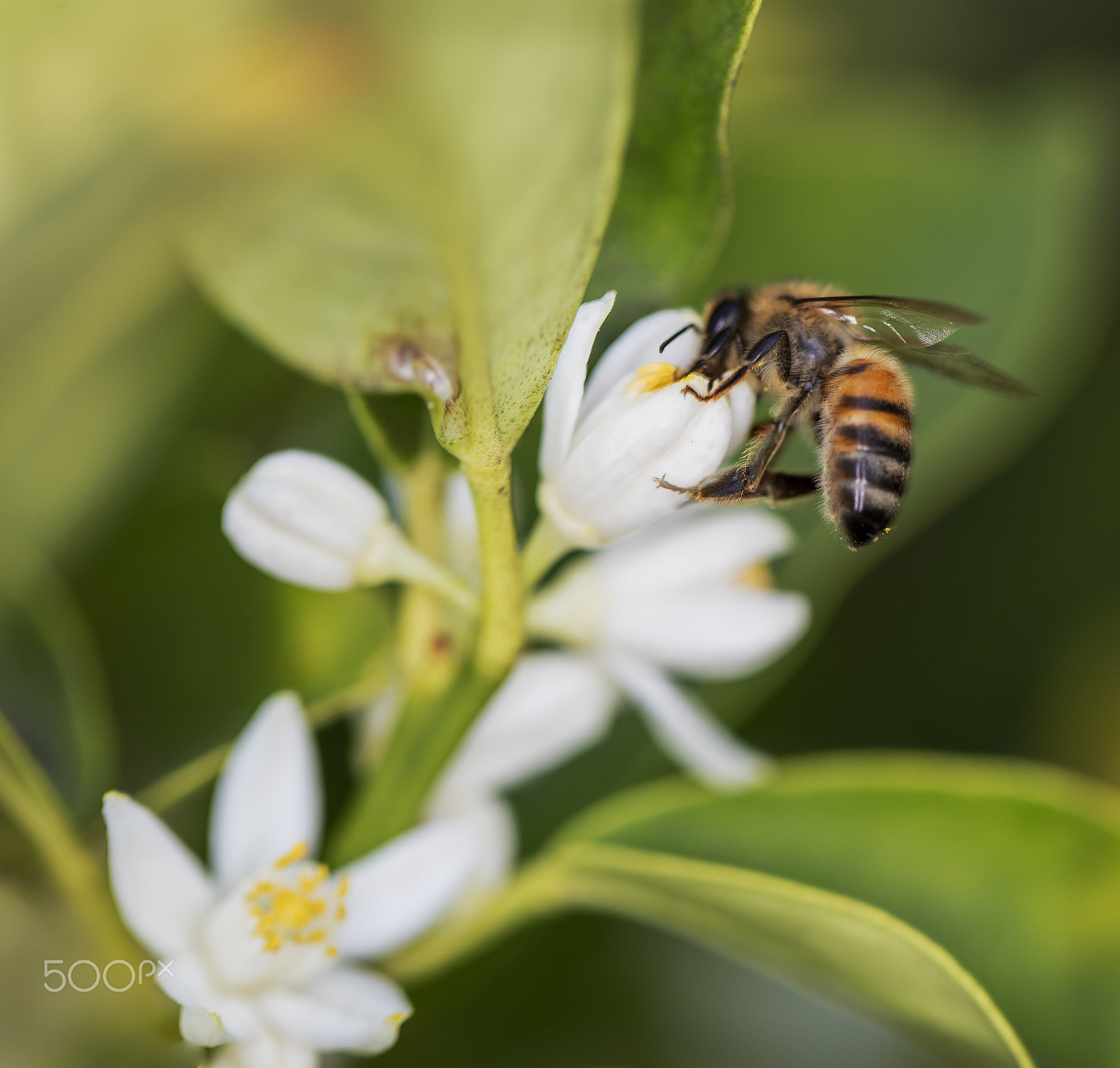 Canon EOS 5DS + Canon EF 100mm F2.8L Macro IS USM sample photo. Nectar harvest bee photography