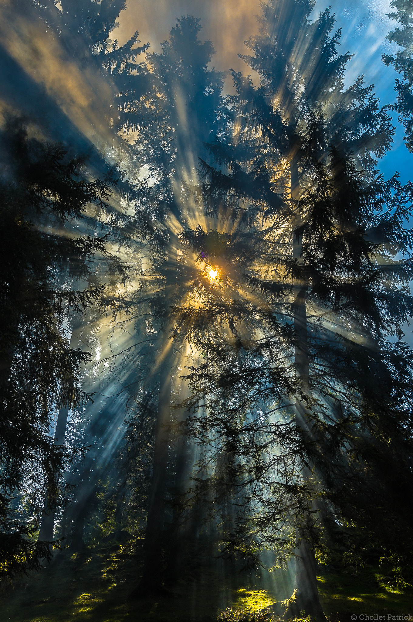 Sony SLT-A37 sample photo. Forest sun photography