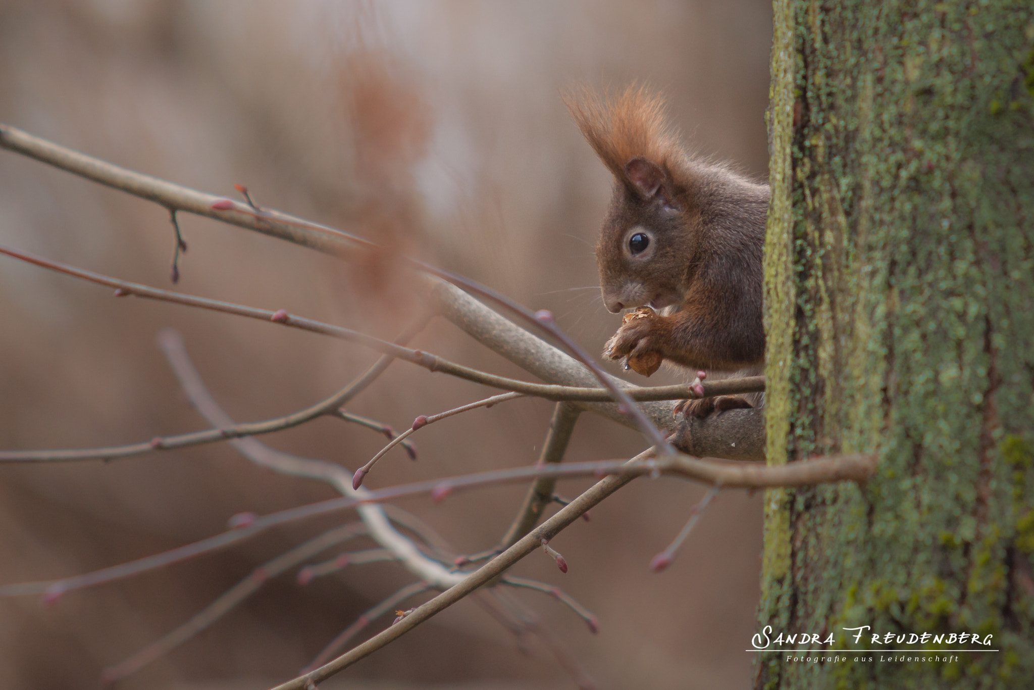 Canon EF 70-200mm F2.8L USM sample photo. Squirrel photography