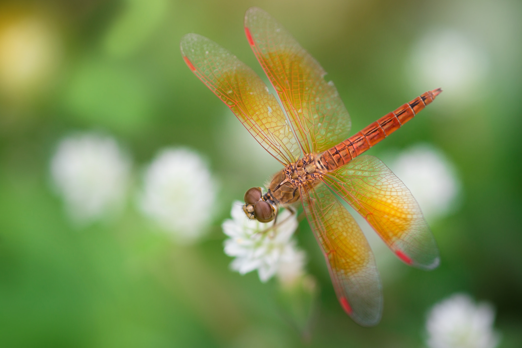 Canon EF 180mm F3.5L Macro USM sample photo. Bug photography