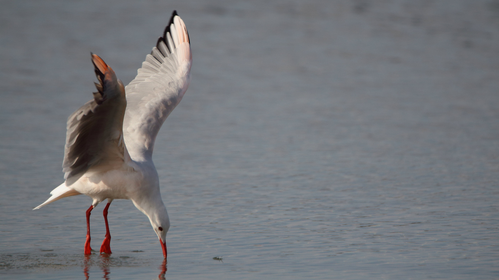 Tamron SP 150-600mm F5-6.3 Di VC USD sample photo. Gaviota picofina  photography