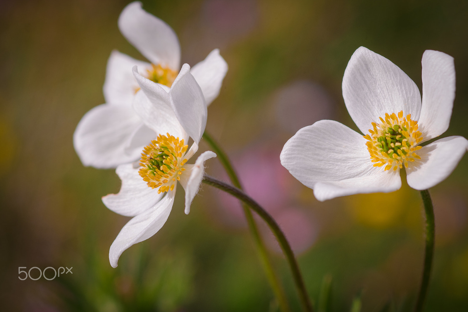 Canon EOS 600D (Rebel EOS T3i / EOS Kiss X5) + Canon EF 100mm F2.8 Macro USM sample photo. Narcissus-flowered anemone photography