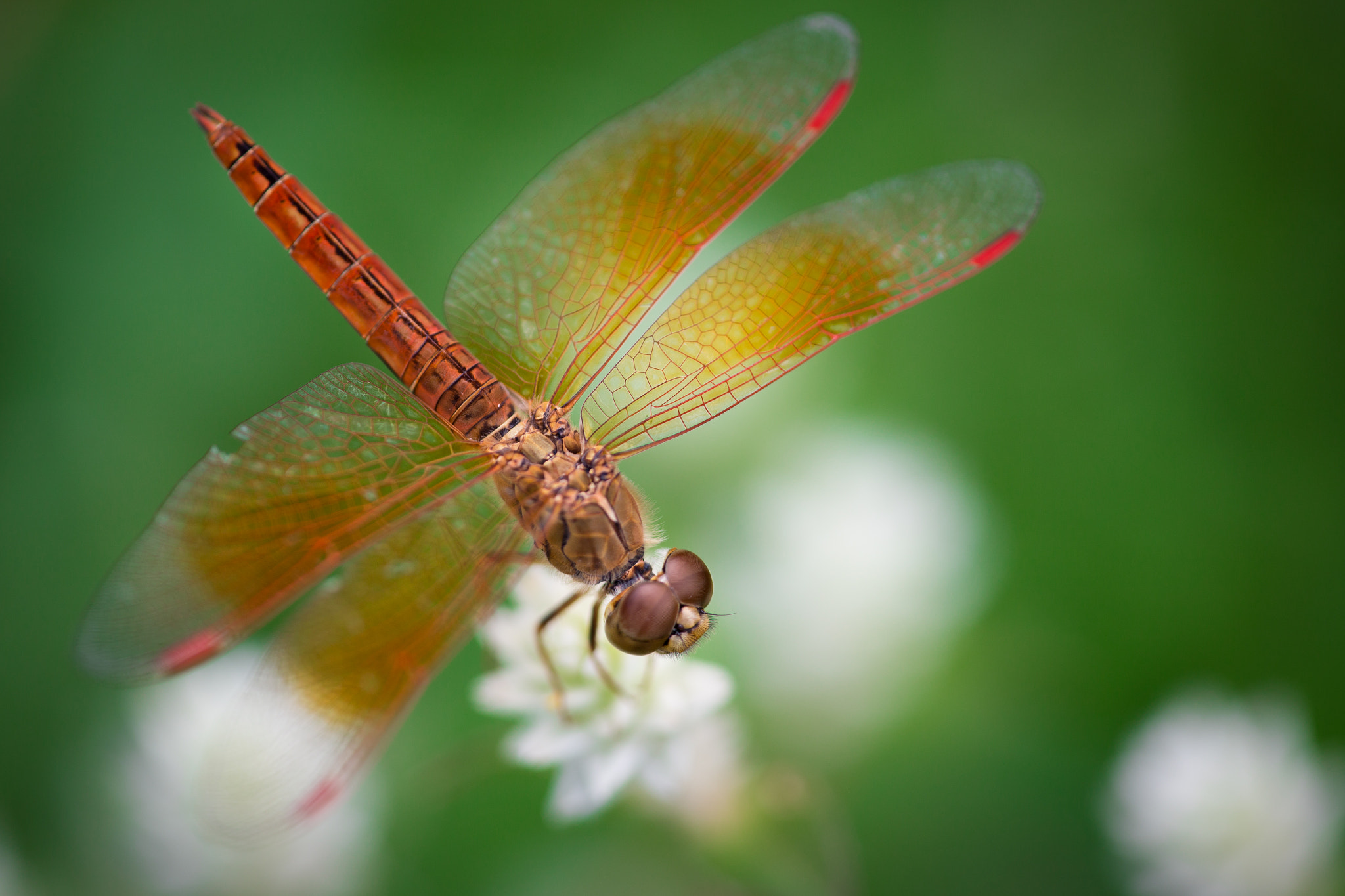 Canon EF 180mm F3.5L Macro USM sample photo. Bug photography