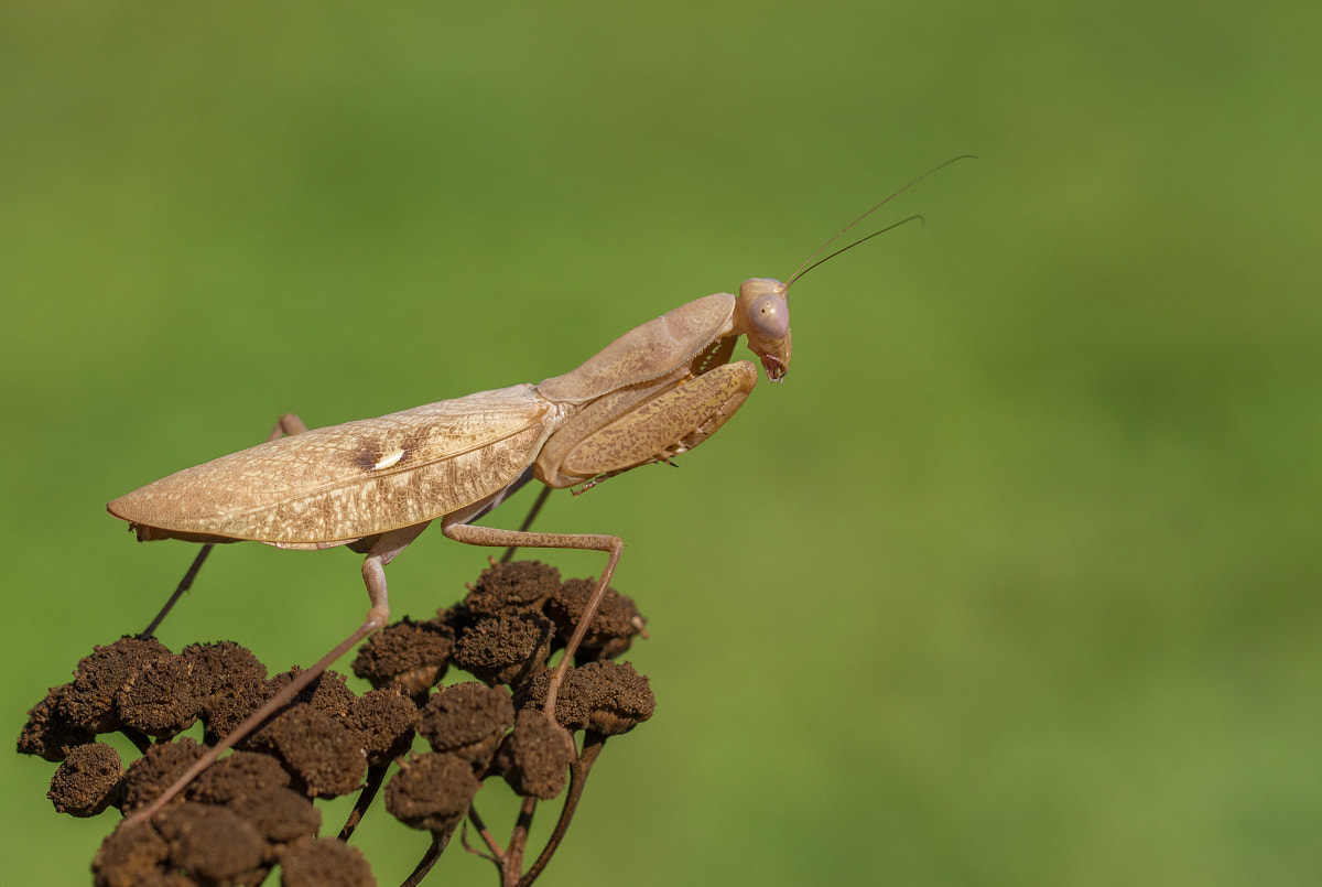 Canon EOS 80D + Canon EF 100mm F2.8L Macro IS USM sample photo. Sphodromantis - mantis photography