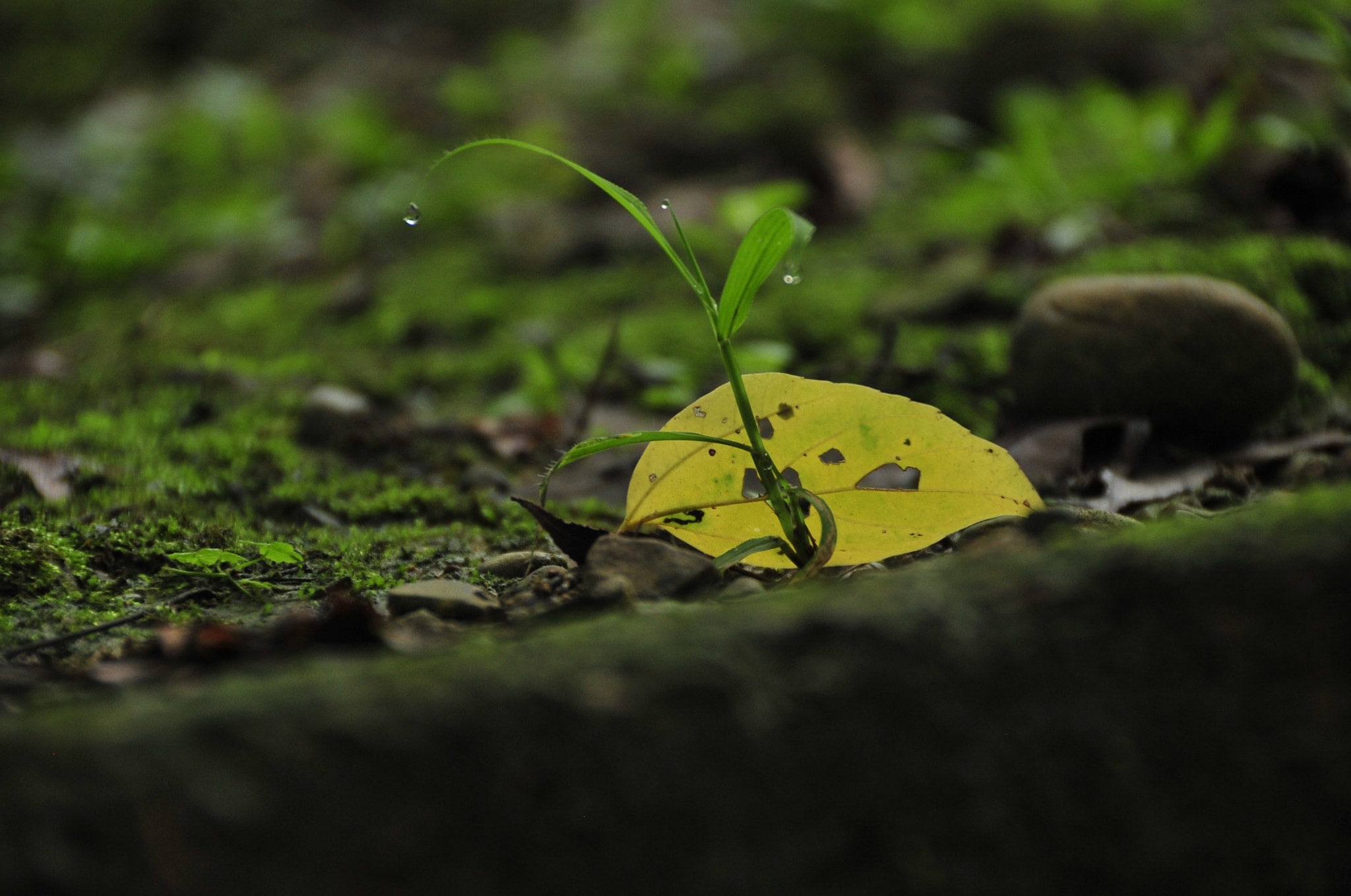 Nikon D3 sample photo. .. photography