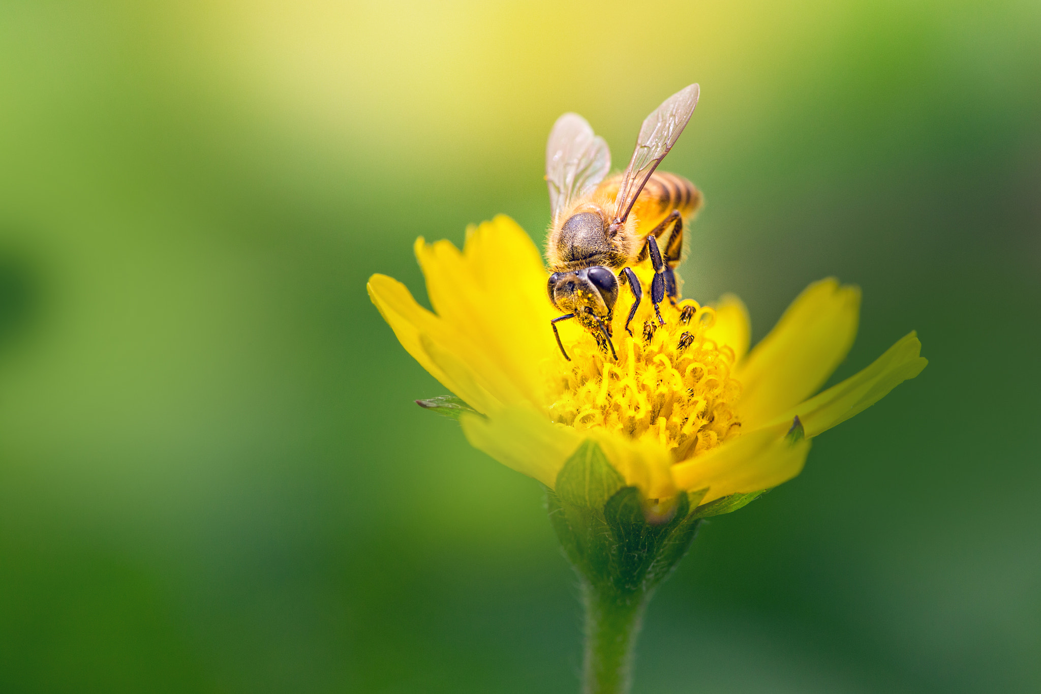 Canon EF 180mm F3.5L Macro USM sample photo. Bug photography