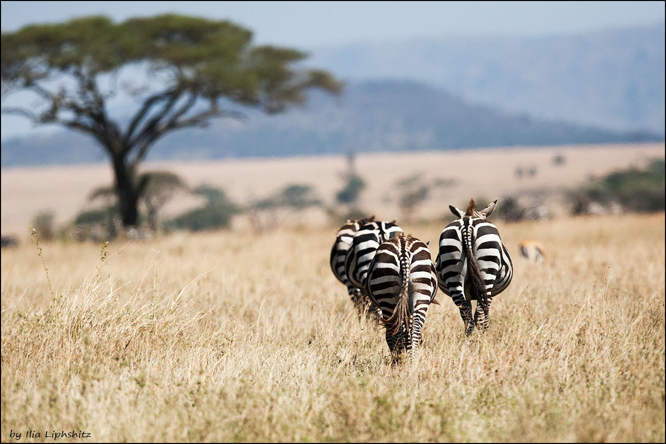 Canon EOS-1D Mark III + Canon EF 300mm F2.8L IS USM sample photo. Zebras leaving to horizon - zebras of serengeti №1 photography