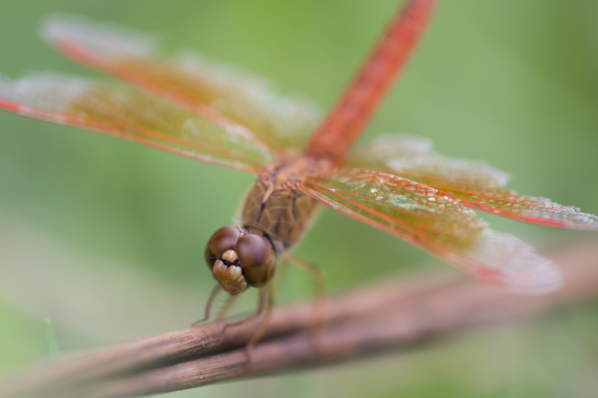 Canon EF 180mm F3.5L Macro USM sample photo. Bug photography