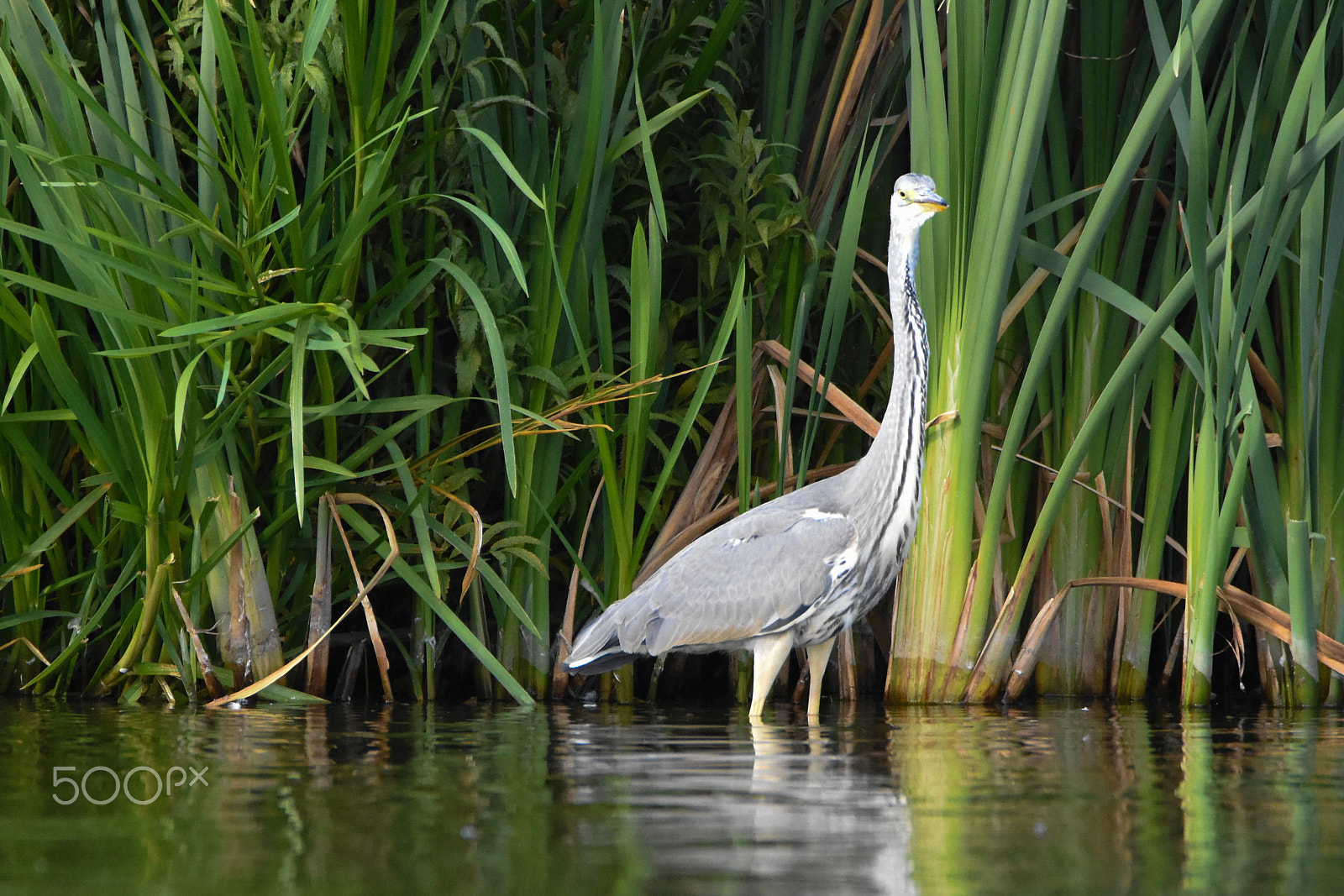 Tamron SP 150-600mm F5-6.3 Di VC USD sample photo. Heron photography