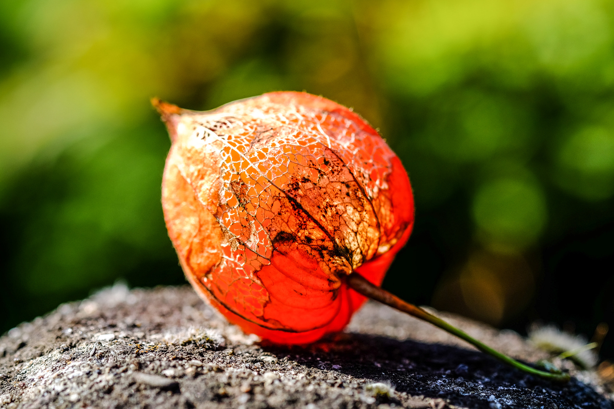 Fujifilm X-T1 + Fujifilm XF 60mm F2.4 R Macro sample photo. Lampionblume photography