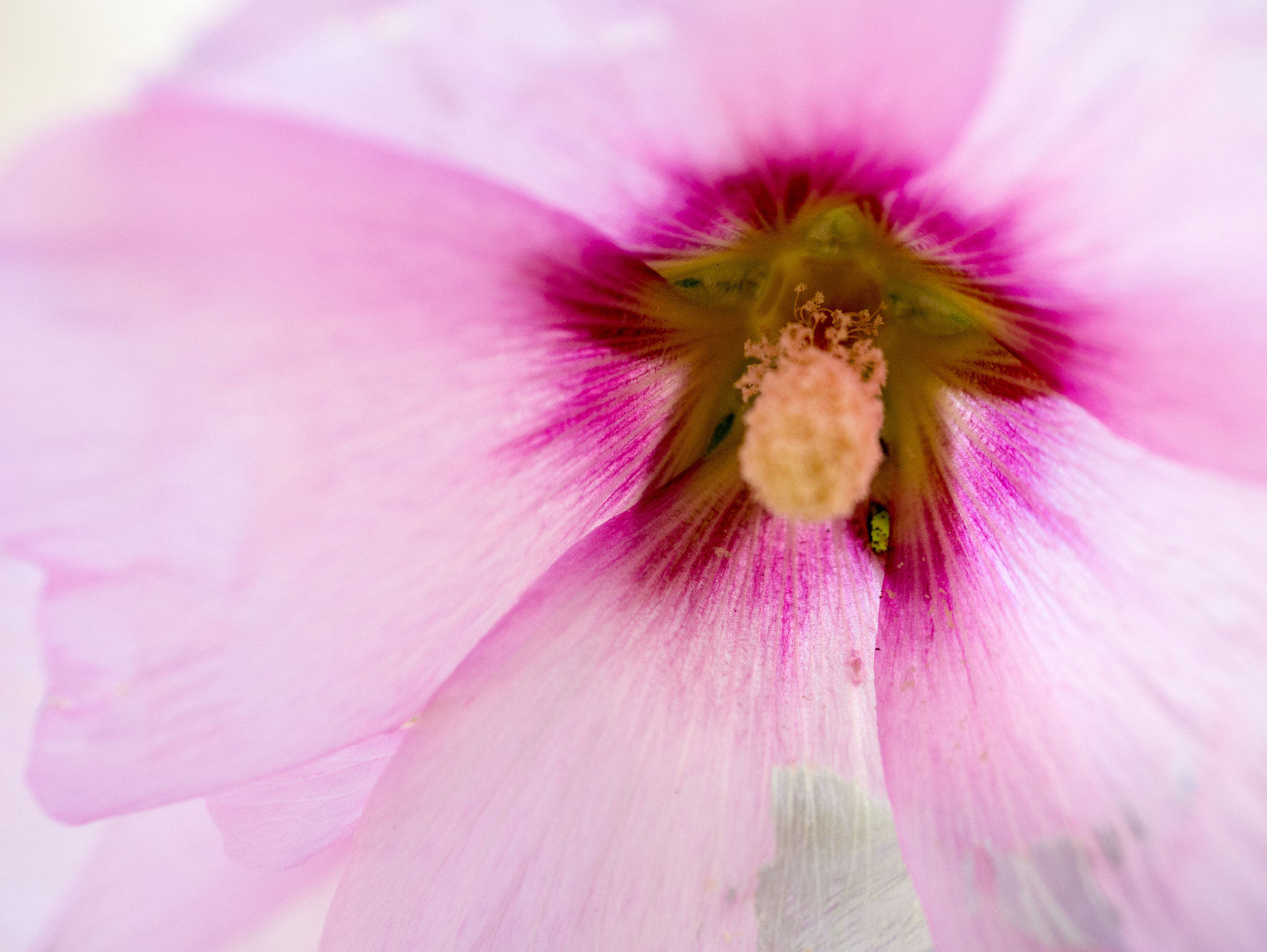 Panasonic Lumix G 42.5mm F1.7 ASPH Power OIS sample photo. Proxi flower photography