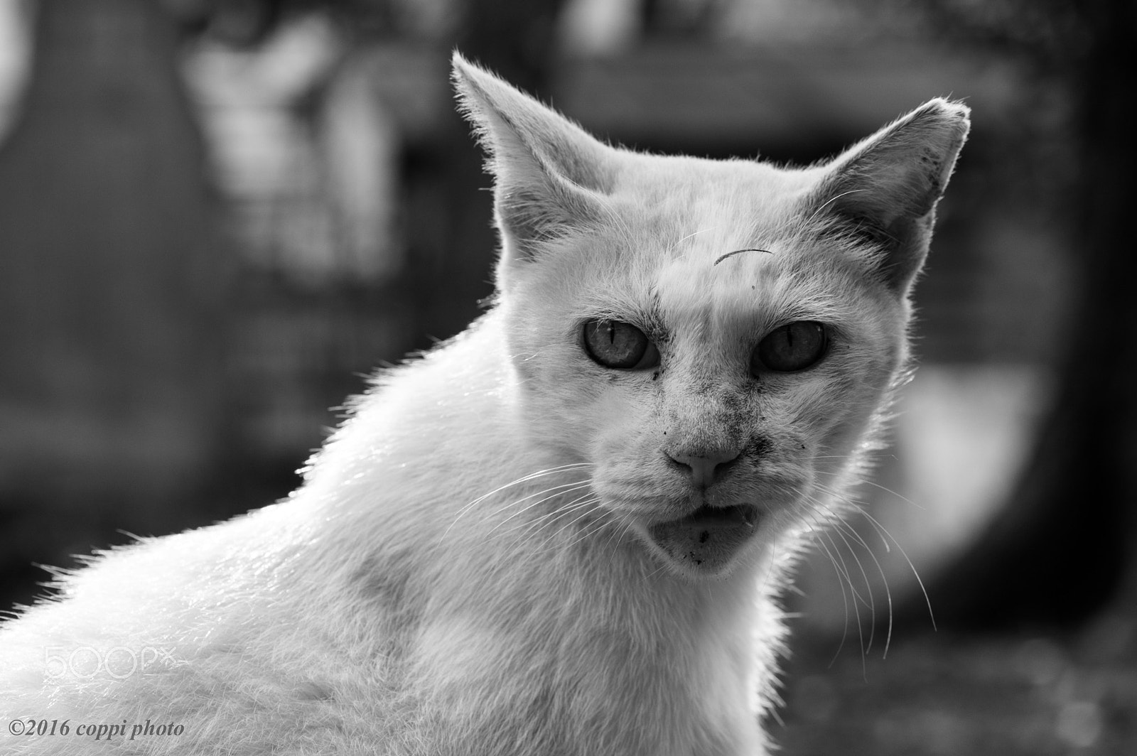 Pentax K-3 + Tamron SP AF 90mm F2.8 Di Macro sample photo. Sneer cat photography