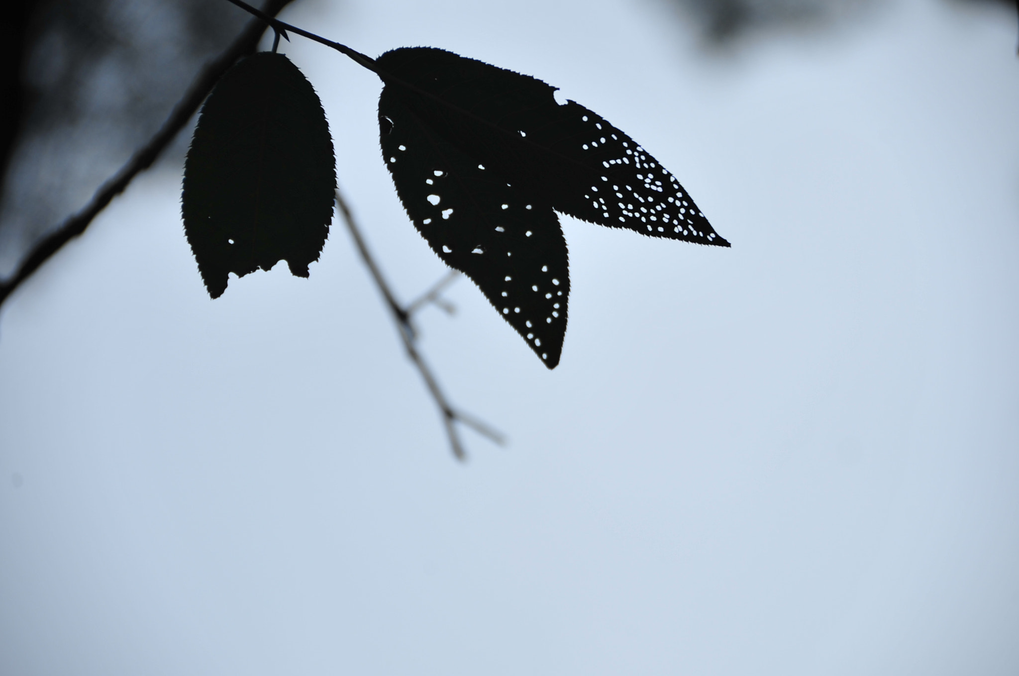 Nikon D3 sample photo. .. photography