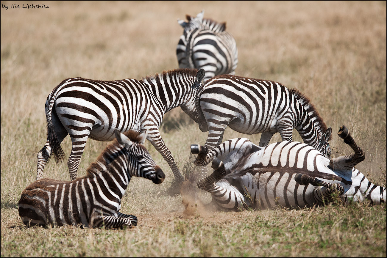 Canon EOS-1D Mark III + Canon EF 300mm F2.8L IS USM sample photo. Playing zebras - zebras of serengeti №2 photography