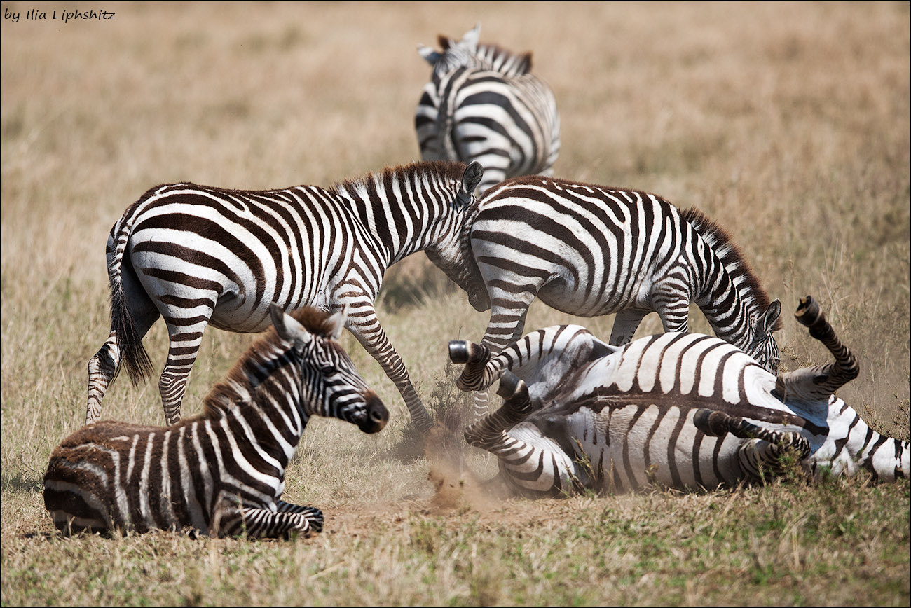 Canon EF 300mm F2.8L IS USM sample photo. Playing zebras - zebras of serengeti №2 photography