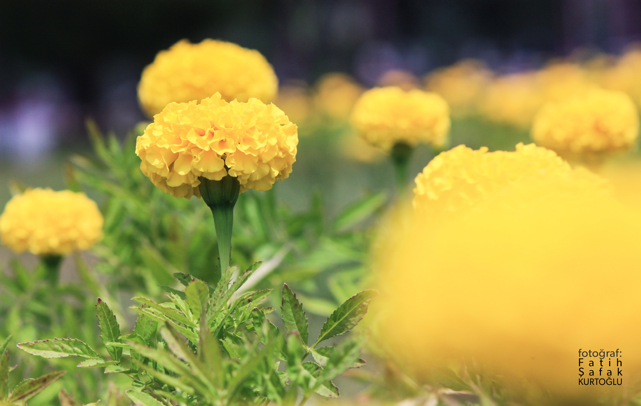 Canon EF 90-300mm F4.5-5.6 sample photo. Yellow & green photography