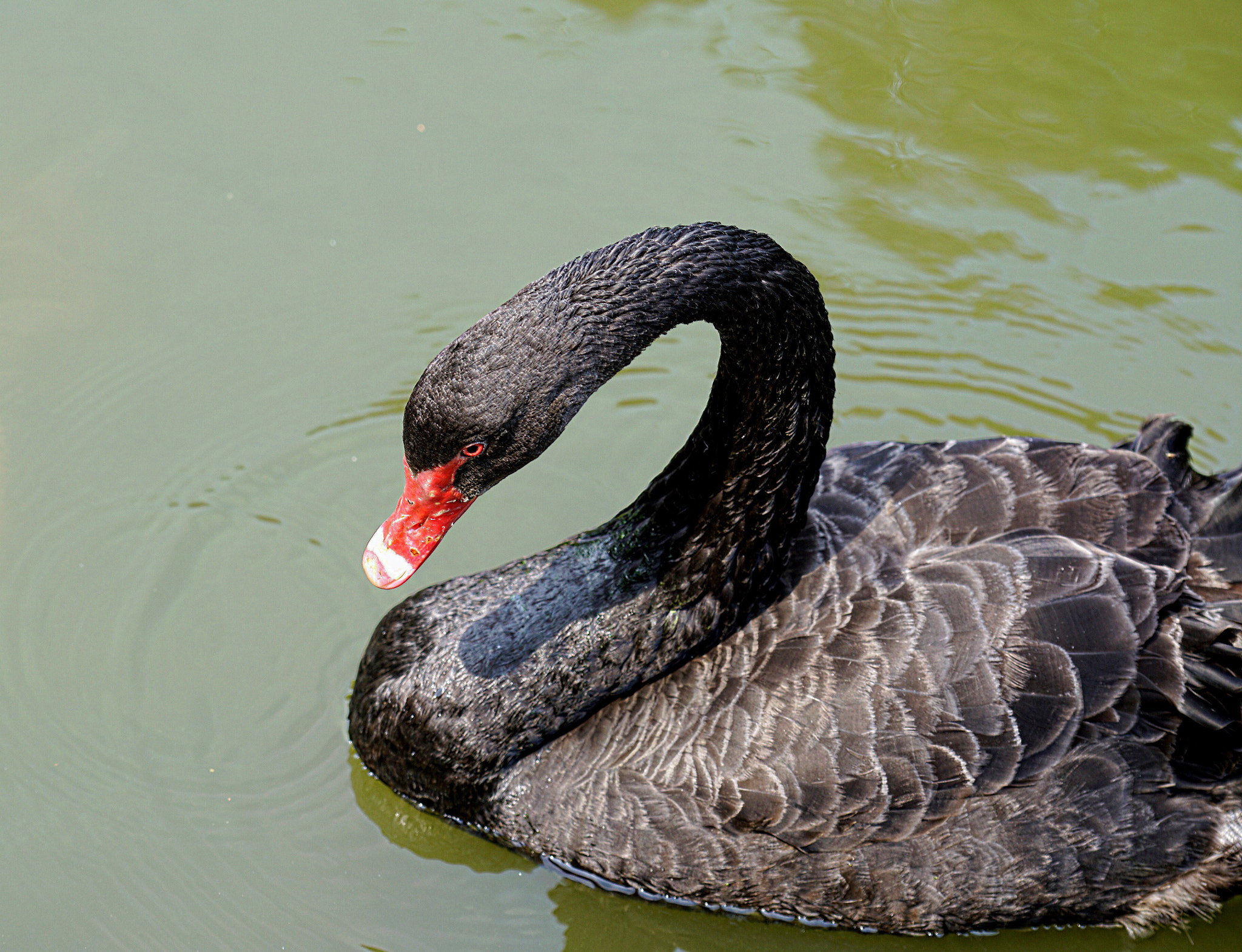 Sony FE 70-200mm F4 G OSS sample photo