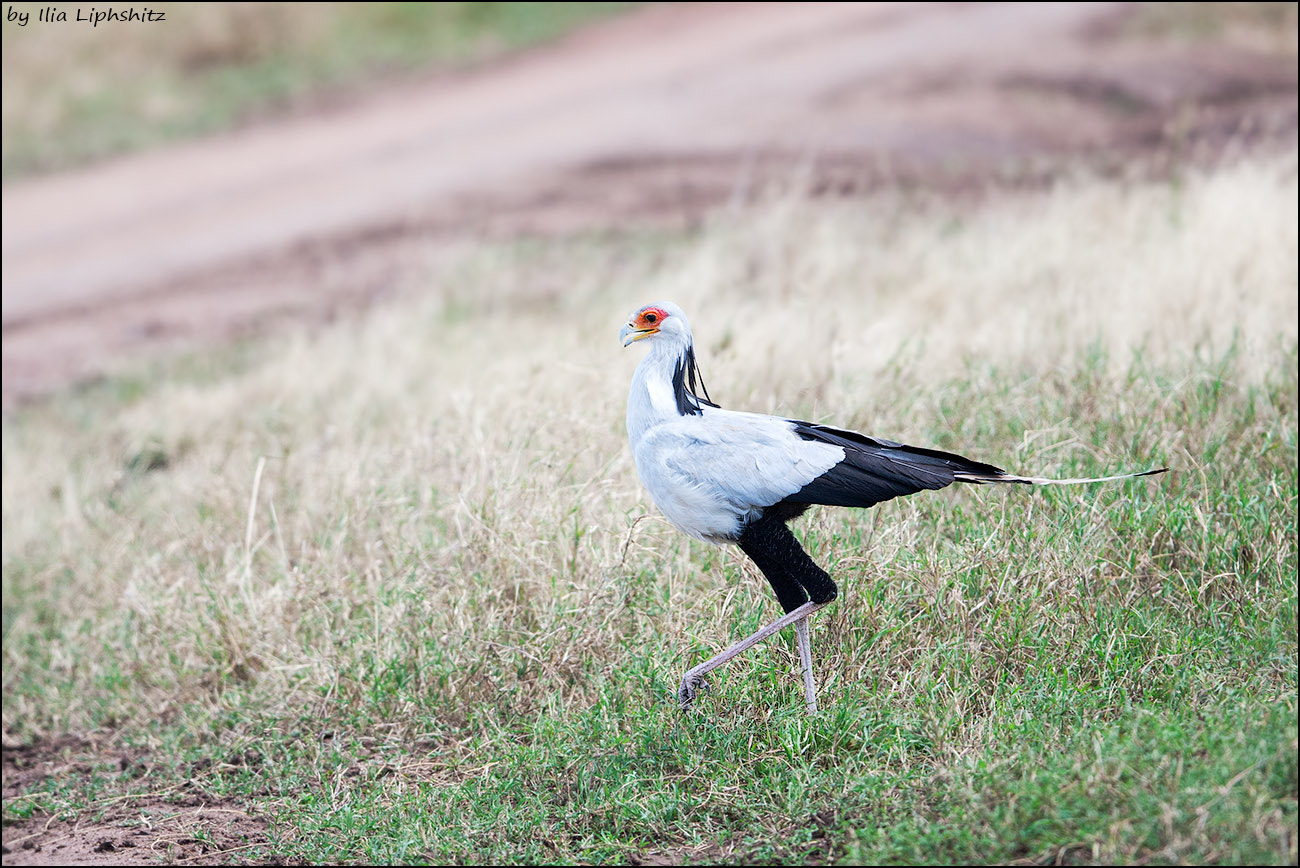 Canon EF 300mm F2.8L IS USM sample photo. Secretarybird photography