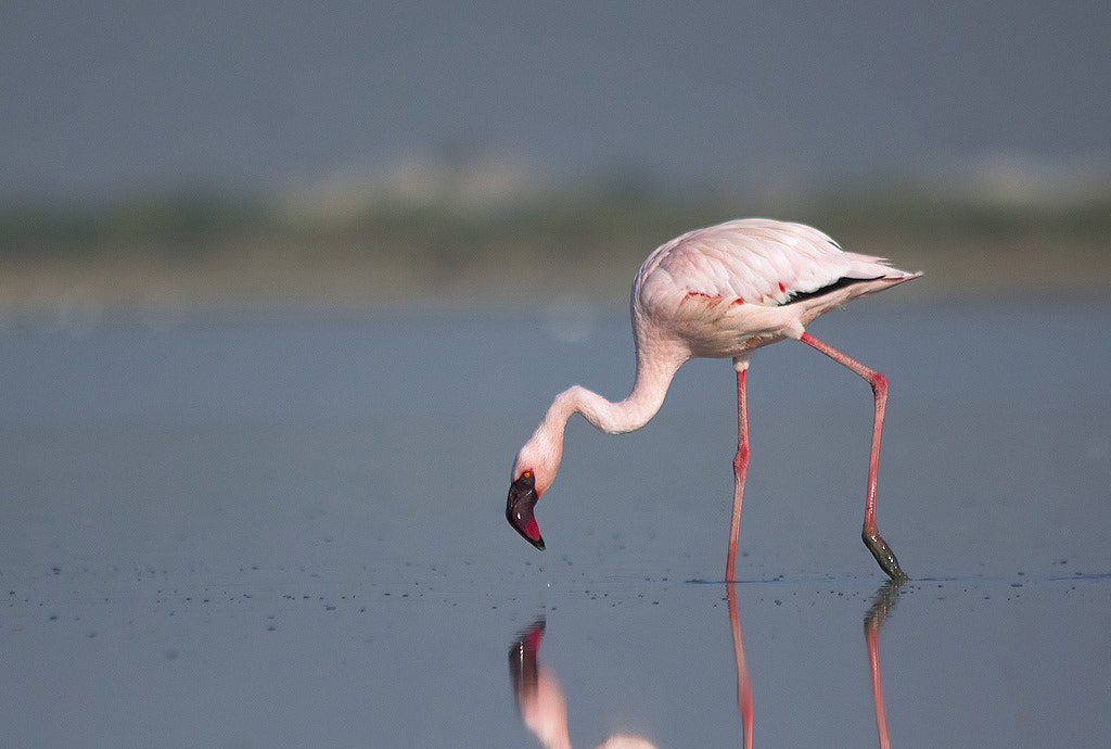 Sigma 150-500mm F5-6.3 DG OS HSM sample photo. Lesser flamingo photography