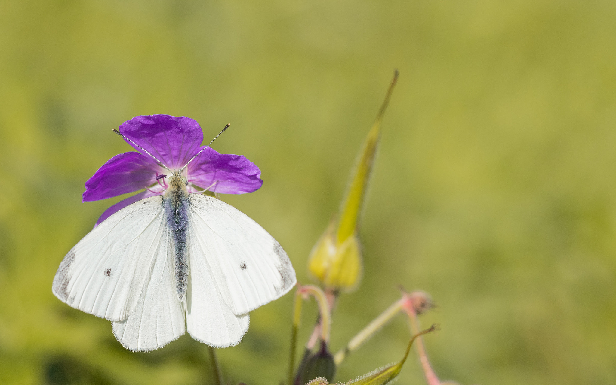 Canon EOS 80D + Canon EF 100mm F2.8L Macro IS USM sample photo. Butterfly on flower photography