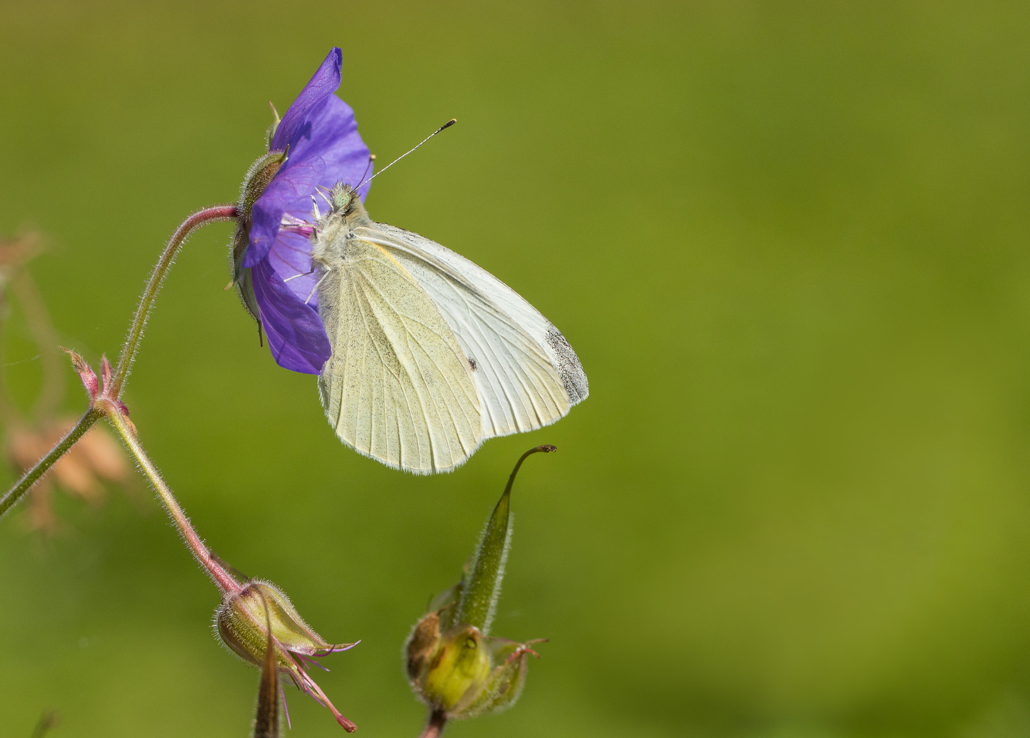 Canon EOS 80D + Canon EF 100mm F2.8L Macro IS USM sample photo. White butterfly photography